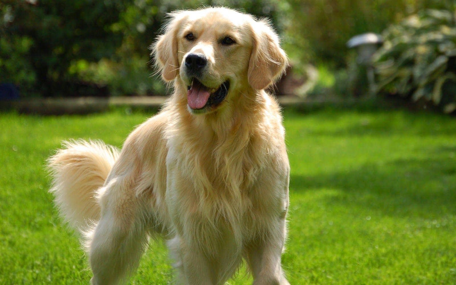golden retriever, vibrant green grass, bright sunlight, HD Desktop Wallpaper