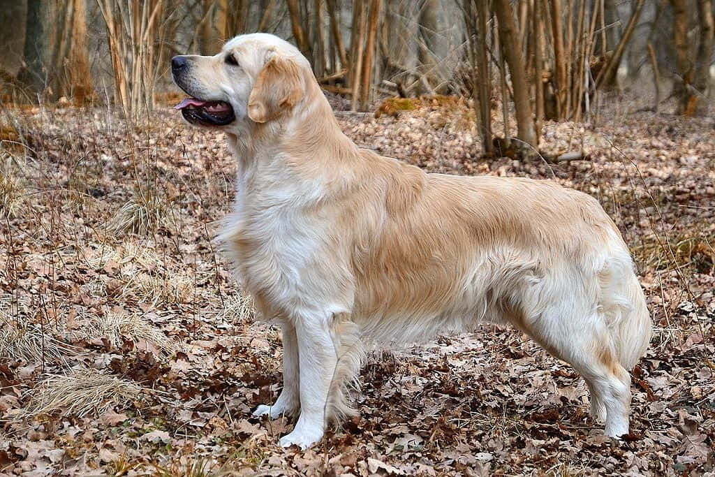 golden retriever, forest floor, dry brown leaves, SD Desktop Wallpaper