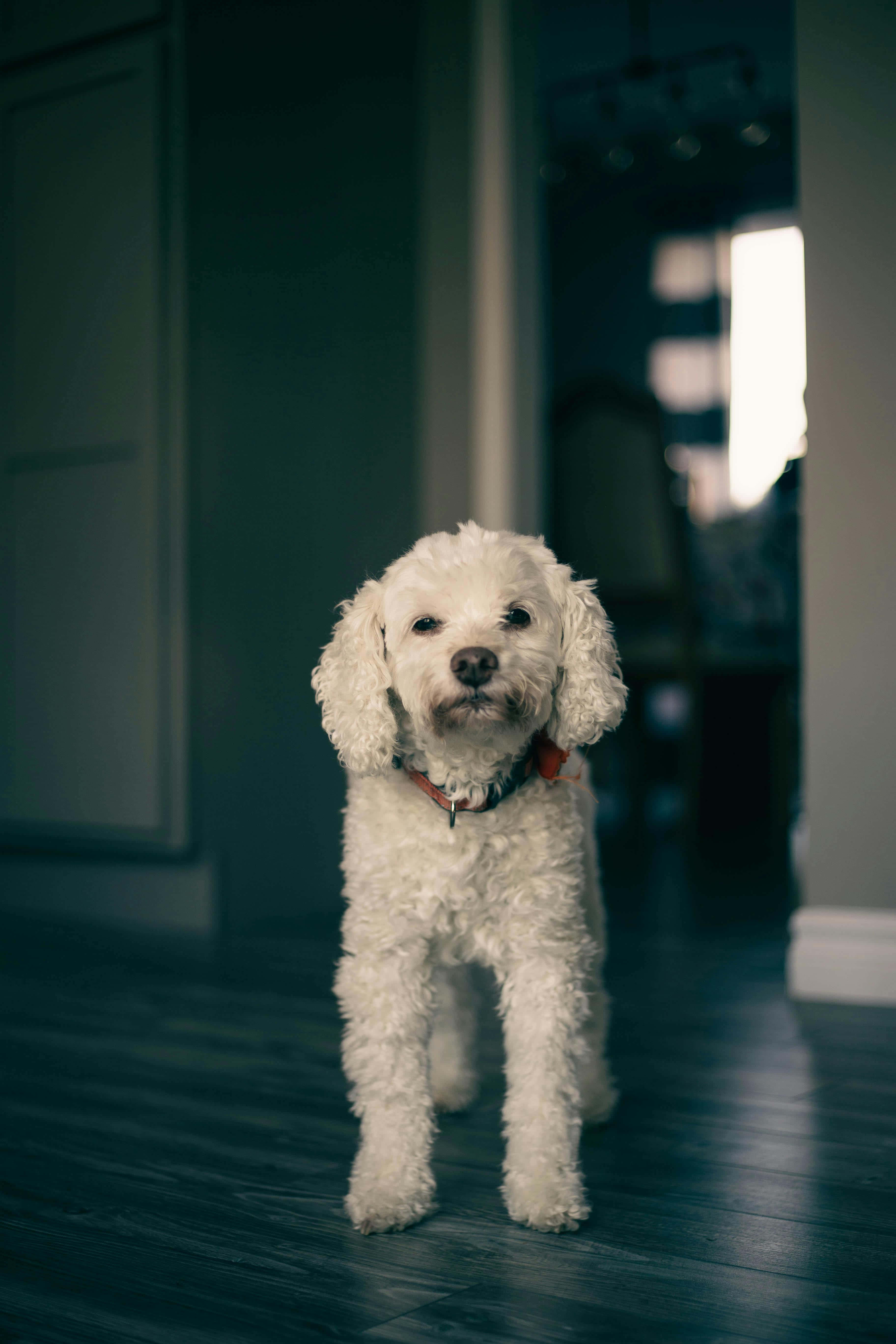 white puppy, curly fur, dark wooden floor, 5K Phone Wallpaper