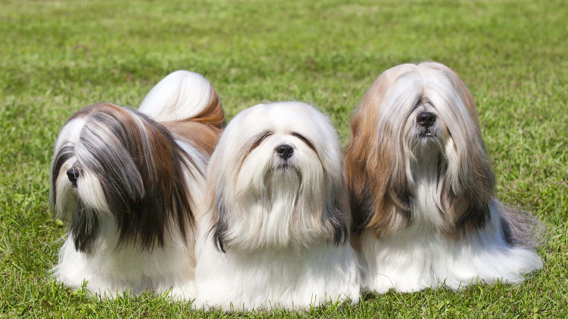 long-haired dog, white brown and gray fur, vibrant green grass, Full HD Desktop Wallpaper