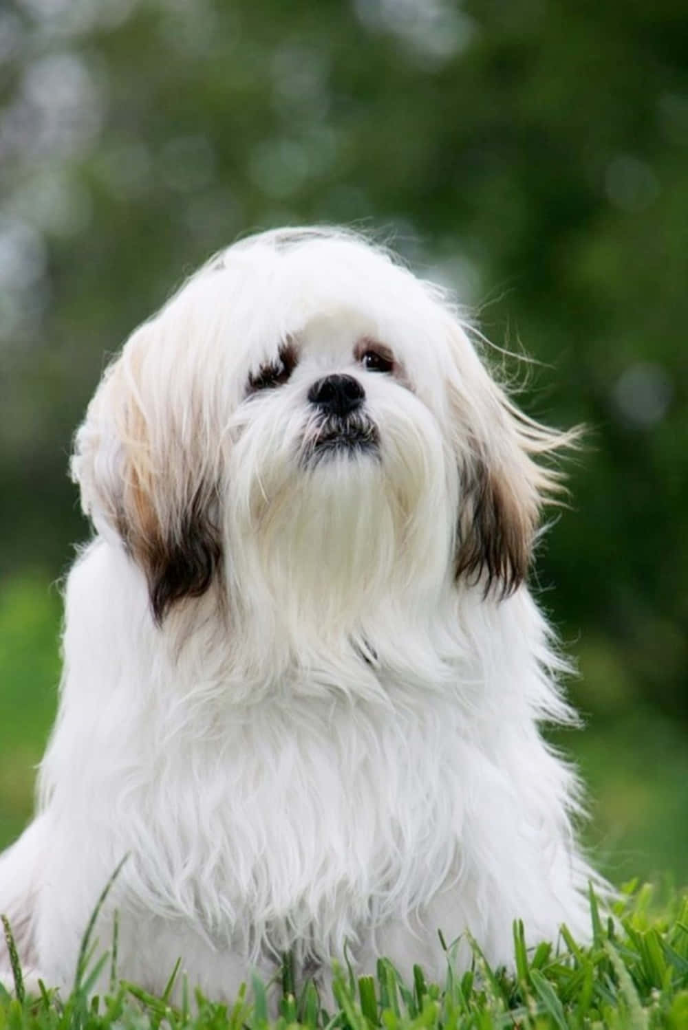 fluffy white Shih Tzu, brown ears, vibrant green grass, HD Phone Wallpaper