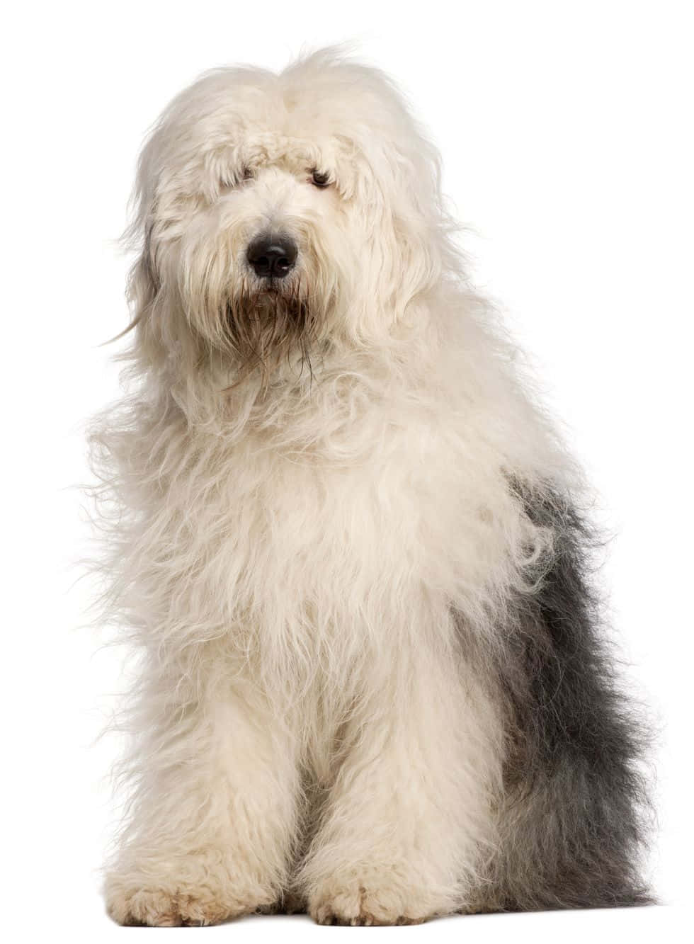 old english sheepdog, white and gray fur, fluffy, HD Phone Wallpaper