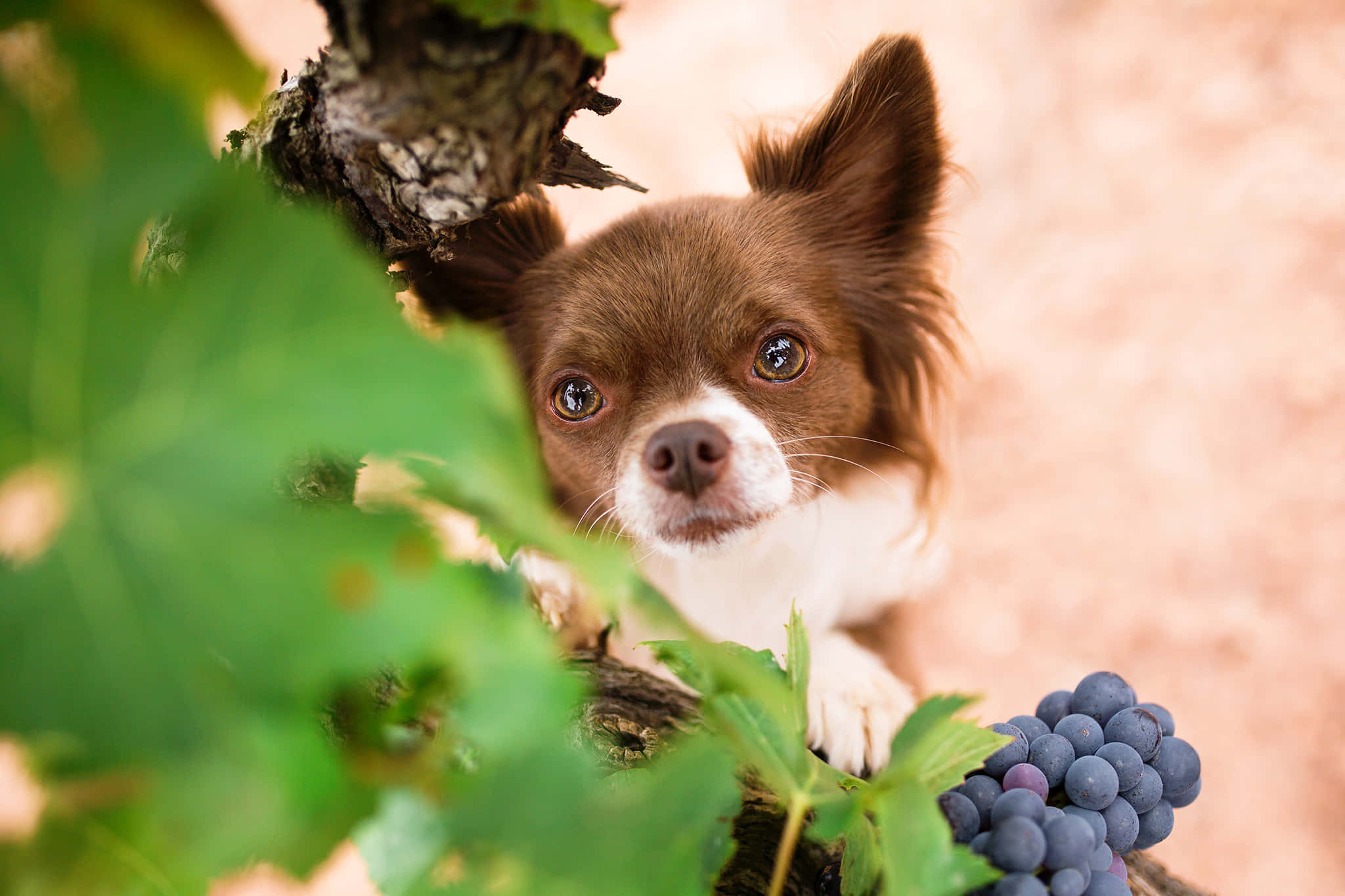 brown long haired chihuahua, grapevines, dark grapes, Full HD Desktop Wallpaper