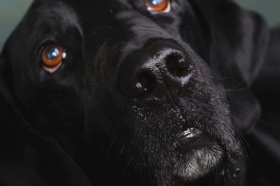 black Great Dane, wet fur, glowing amber eyes, SD Desktop Wallpaper