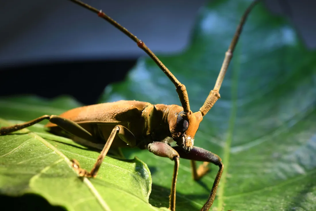 Long-horned Beetle