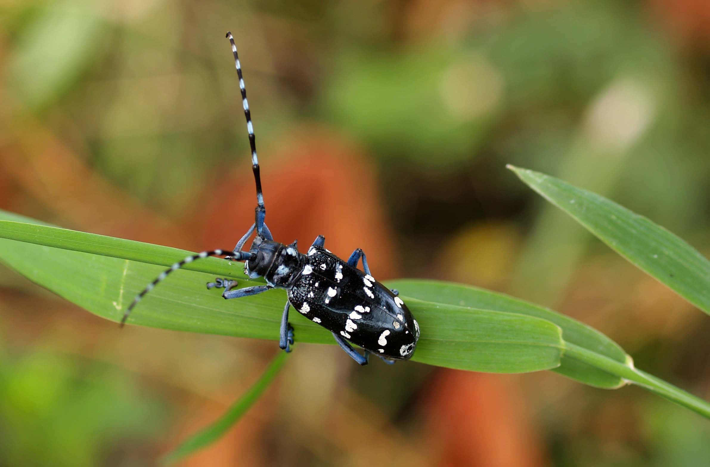 black and white spotted longhorn beetle, vibrant green blade of grass, softly blurred natural backdrop, Full HD Desktop Wallpaper
