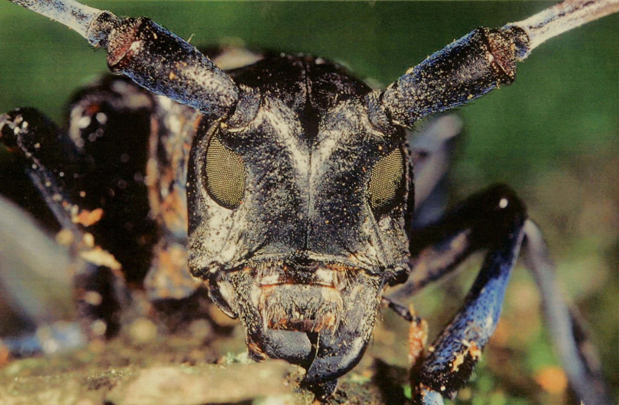 long-horned beetle, dark blue, black, Full HD Desktop Wallpaper