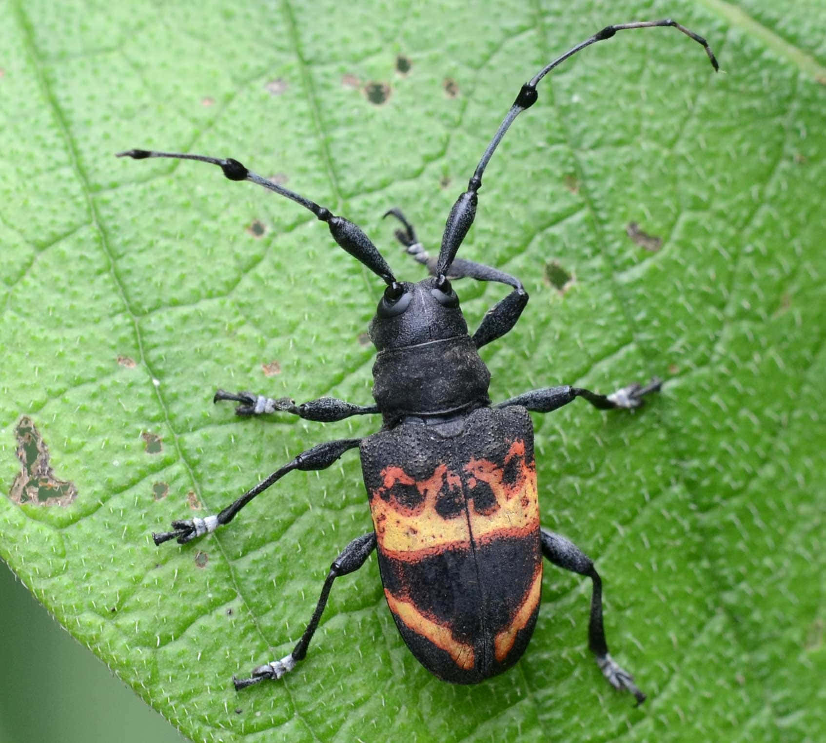 long-horned beetle, black, orange, HD Desktop Wallpaper