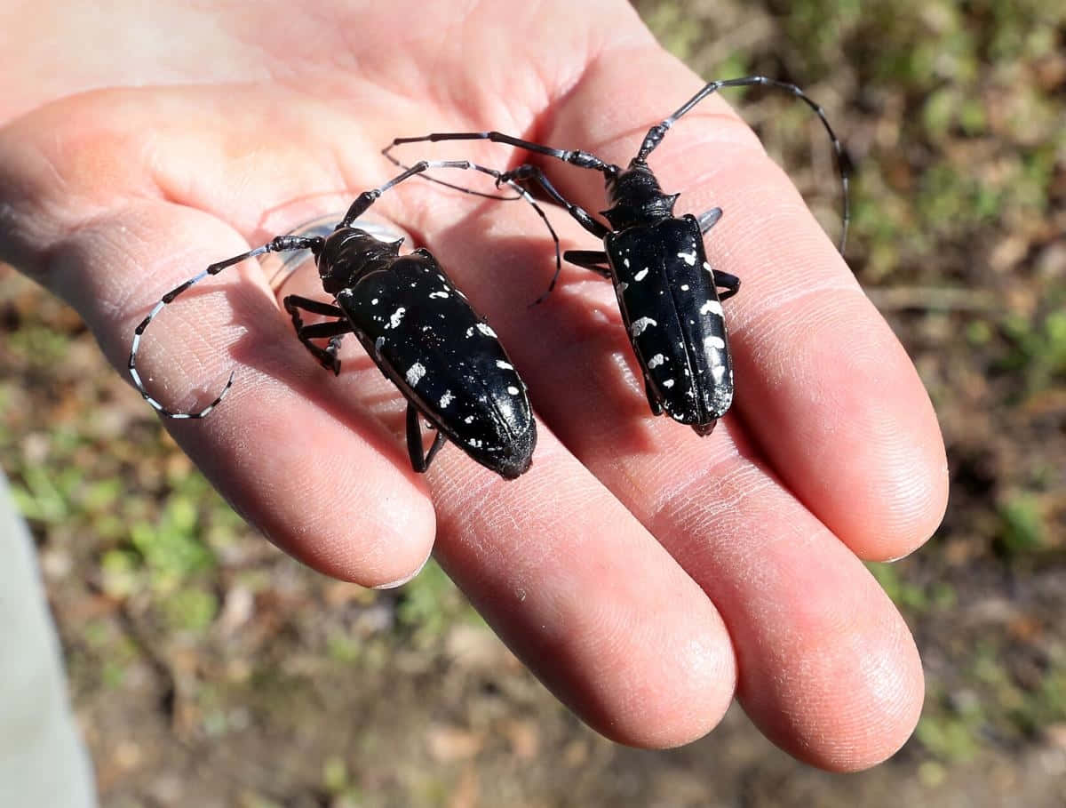 longhorn beetles, black-and-white spotted, human hand, SD Desktop Wallpaper