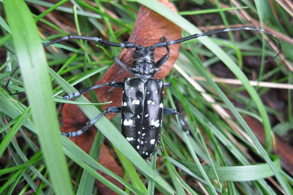 long-horned beetle, black, white spots, SD Desktop Wallpaper