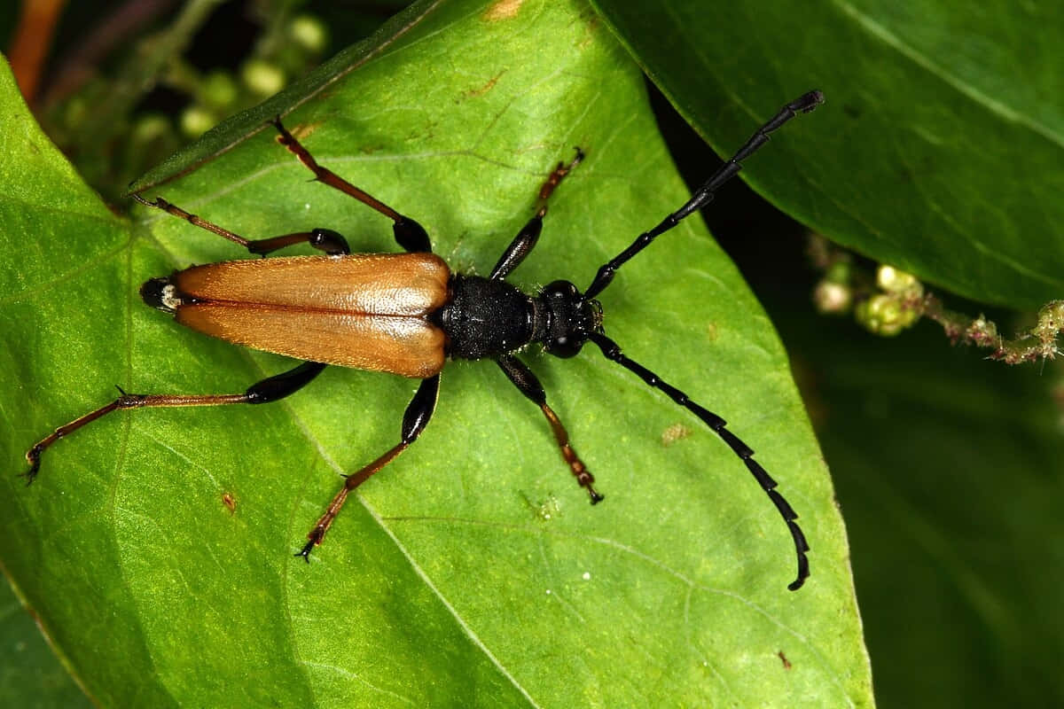 long-horned beetle, black head, thorax, SD Desktop Wallpaper