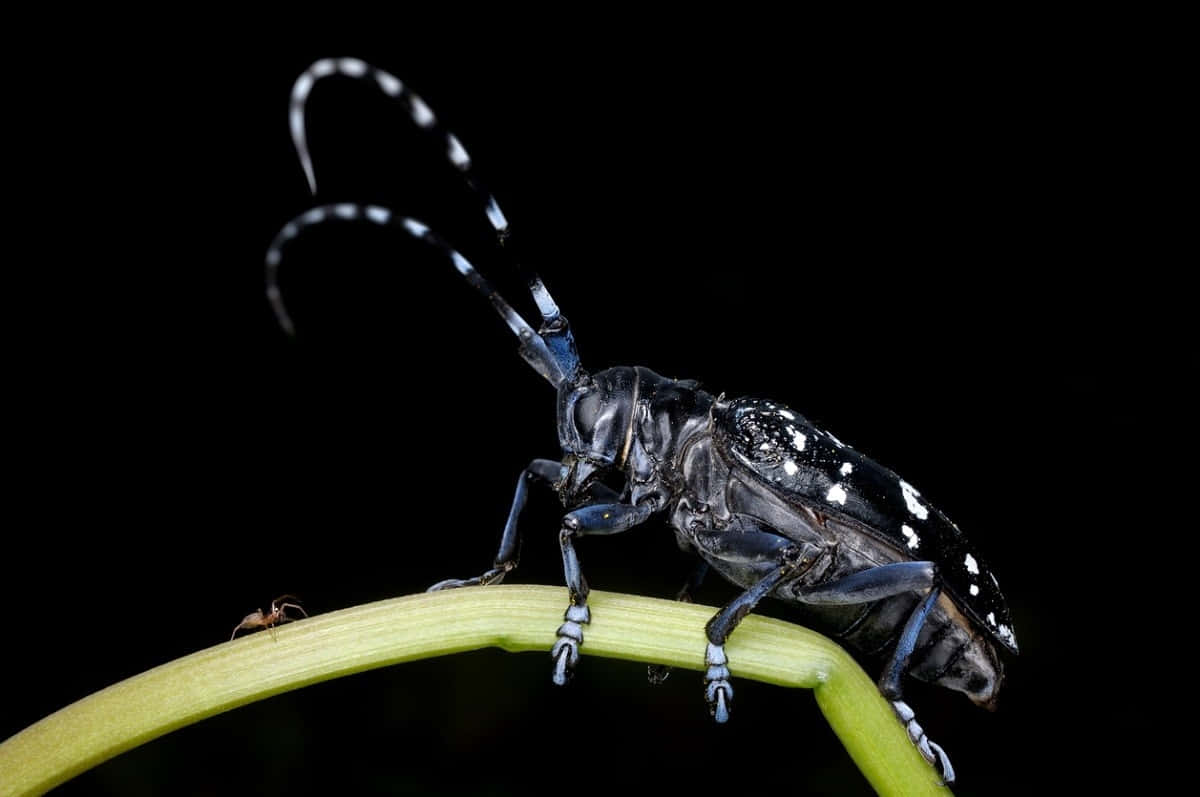 Long-horned Beetle, iridescent blue, white markings, SD Desktop Wallpaper