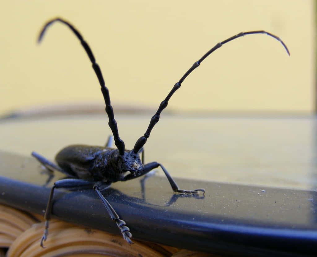 Long-horned Beetle, black, curved antennae, SD Desktop Wallpaper