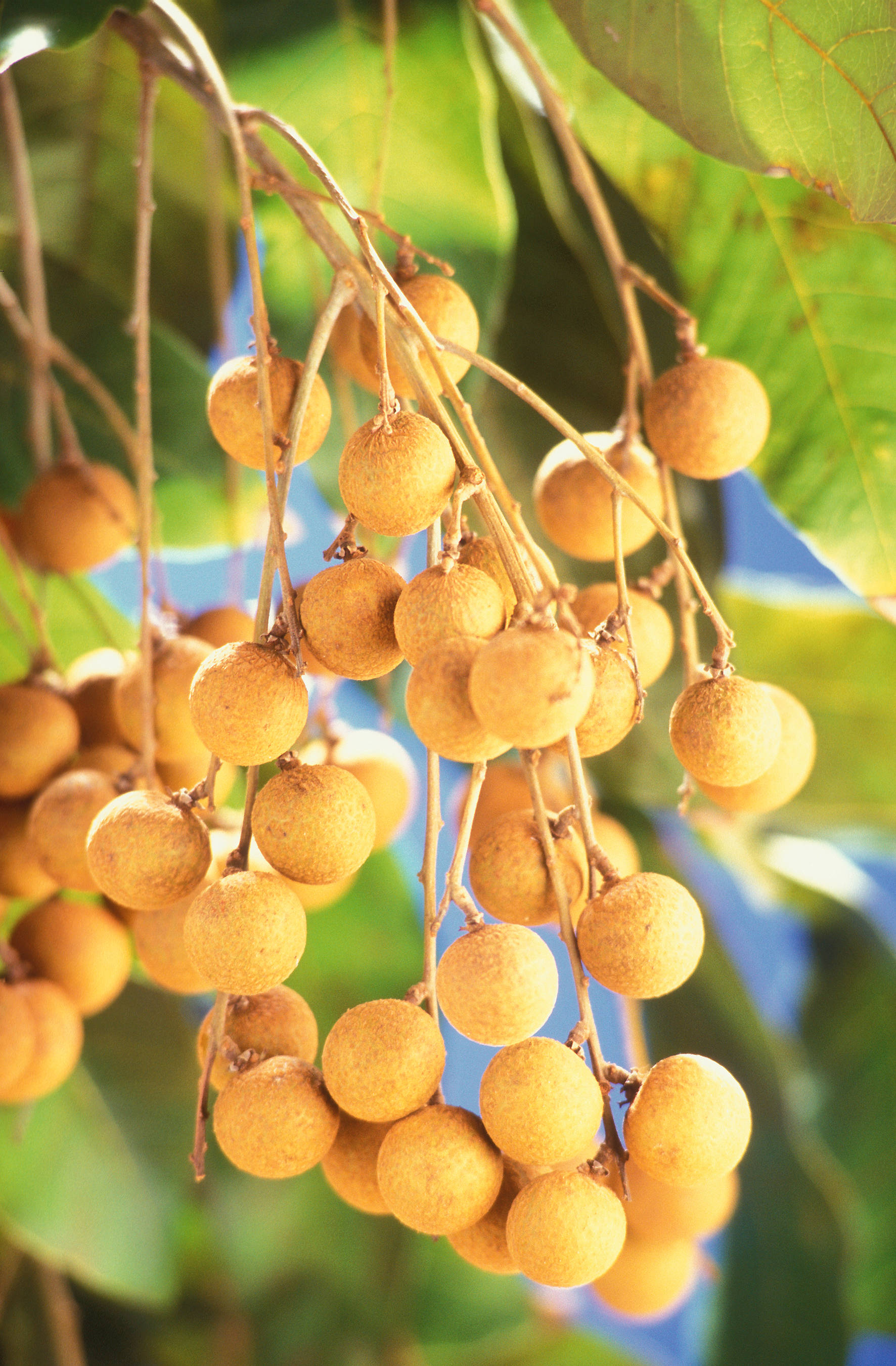 Longan, golden longan fruits, tree branch, 2K Phone Wallpaper