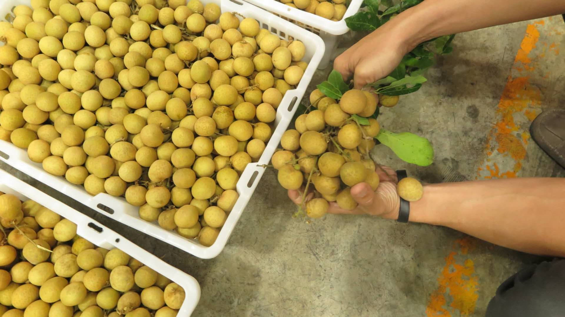 Longan, golden longan fruits, white crates, Full HD Desktop Wallpaper
