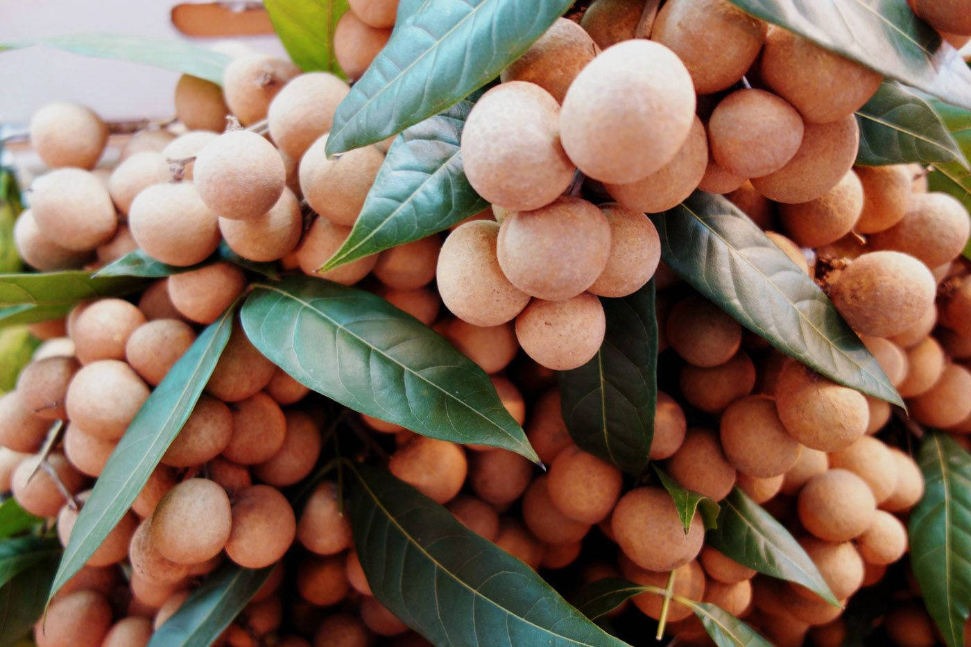 longan fruits, glossy green leaves, bright daylight, HD Desktop Wallpaper