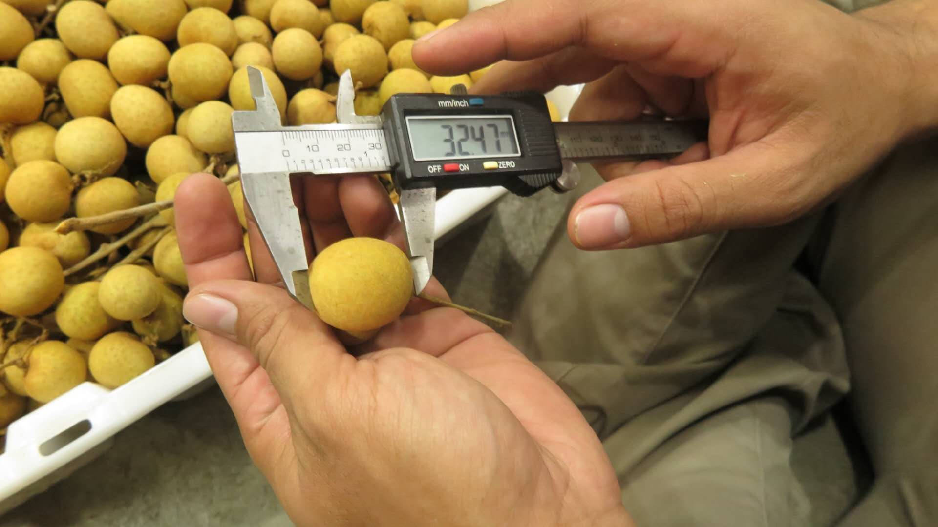 longan fruit, digital caliper, hands, Full HD Desktop Wallpaper