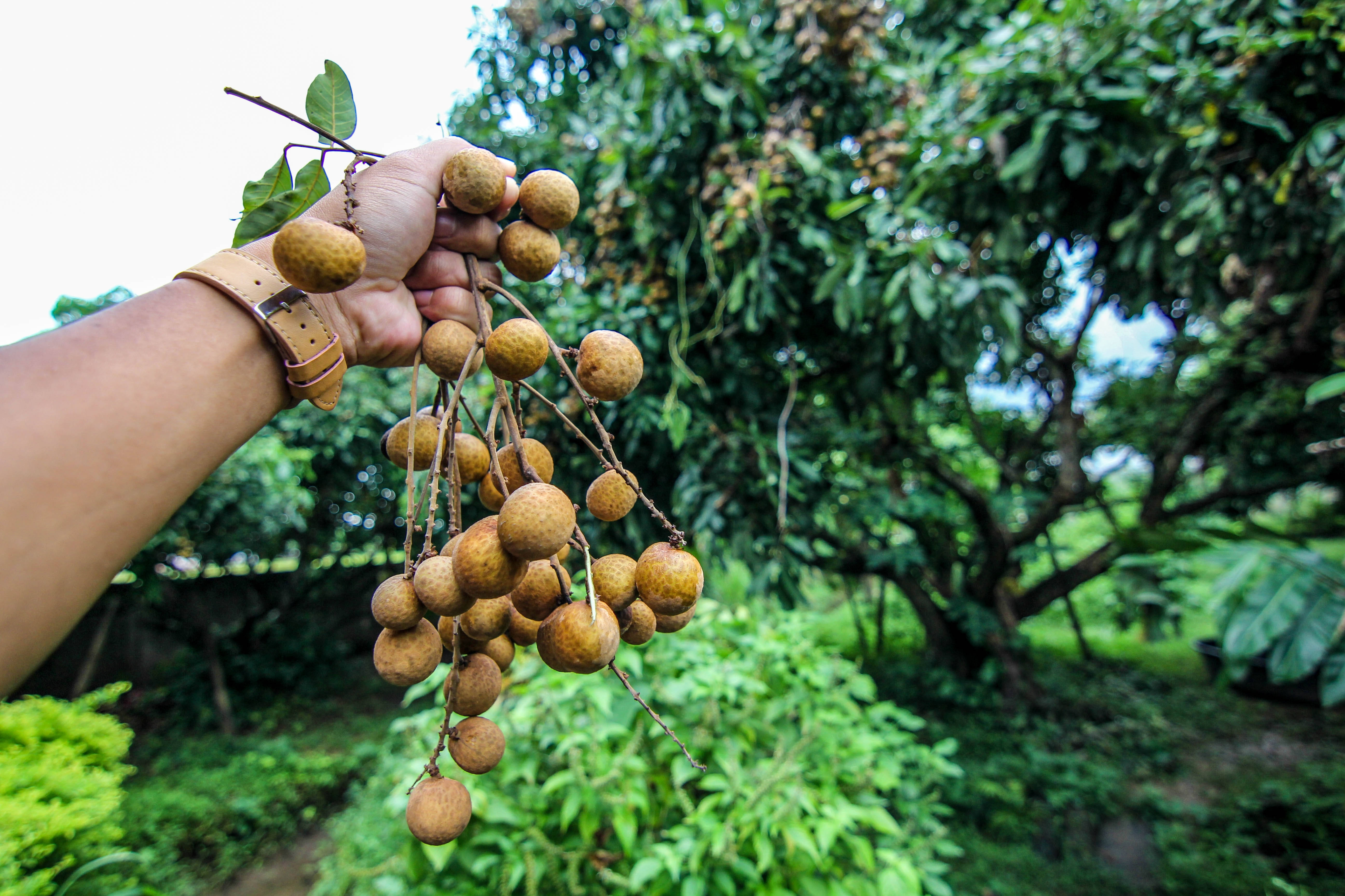 longan fruits, brown, lush green orchard, 5K Desktop Wallpaper
