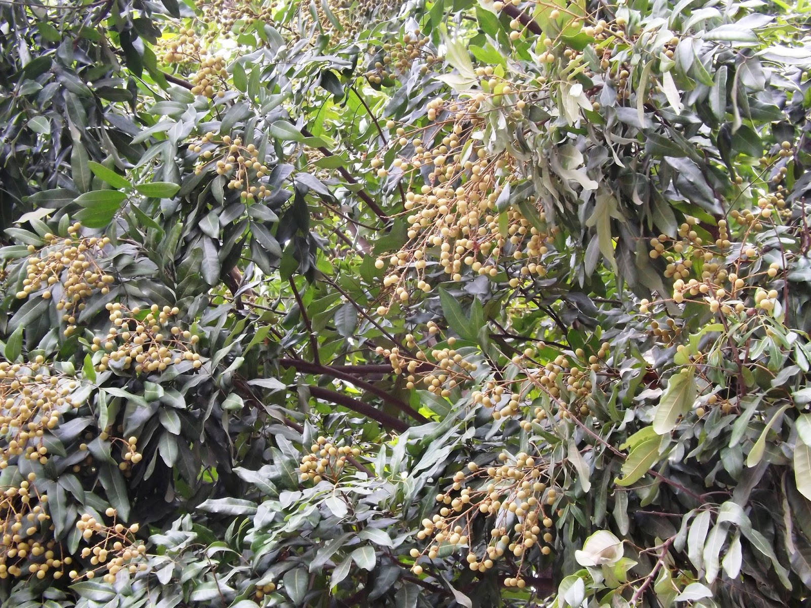 Longan, fruits, tree branch, HD Desktop Wallpaper