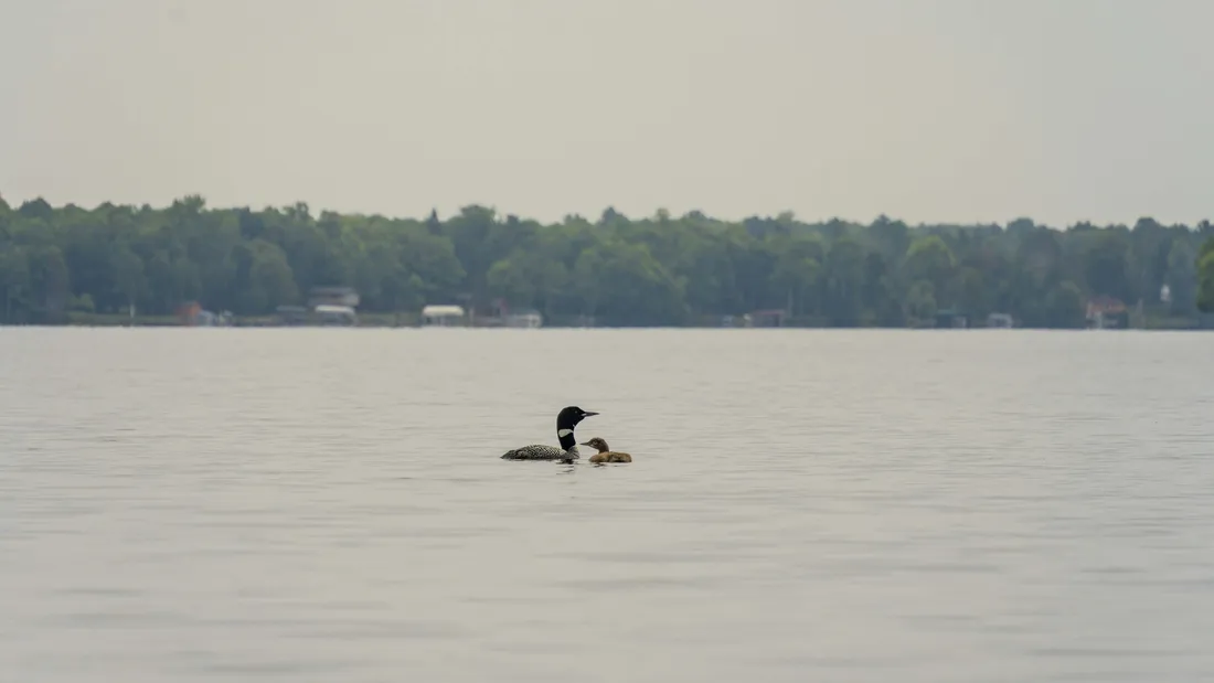 Loon