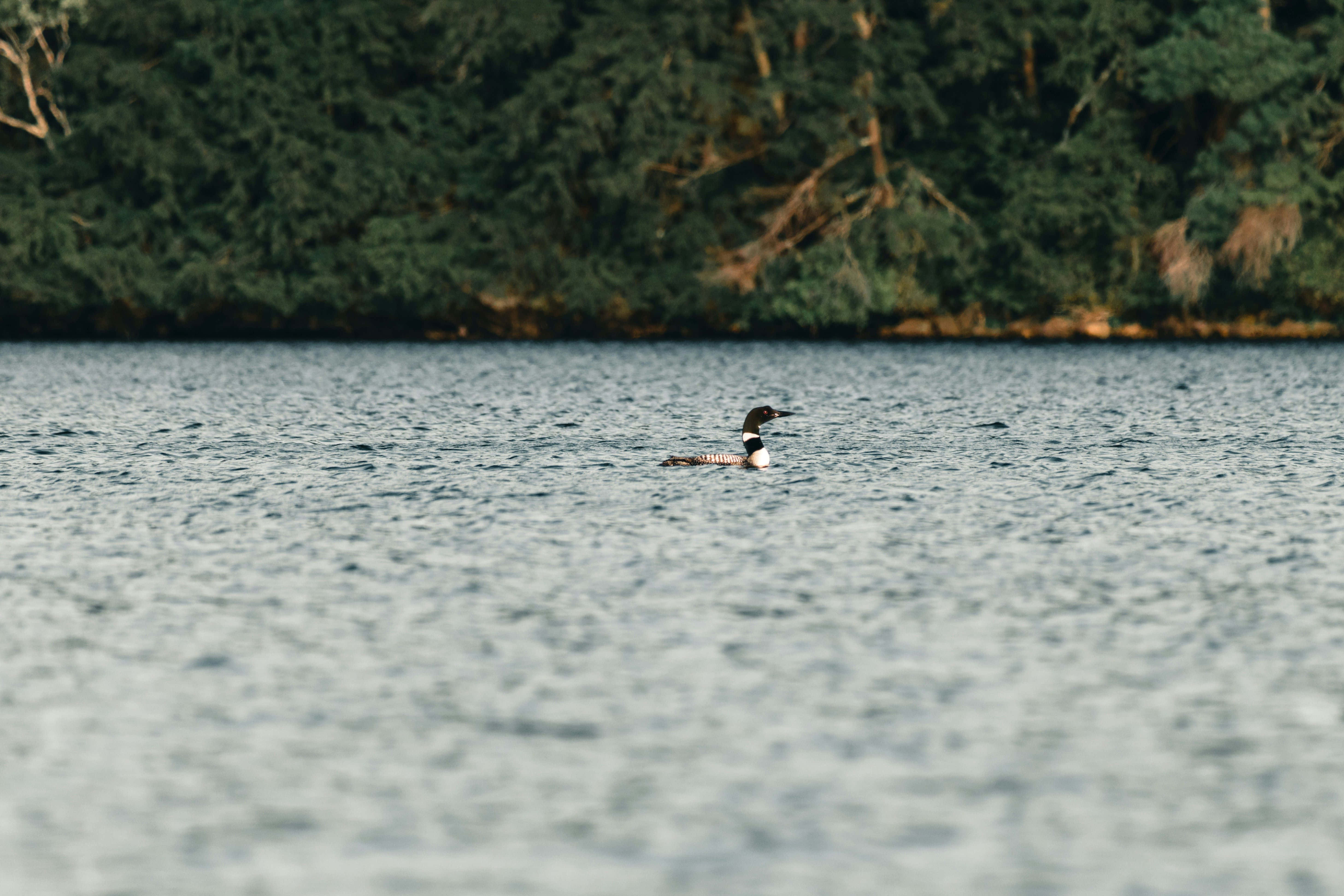 loon, lake, calm lake, 5K Desktop Wallpaper