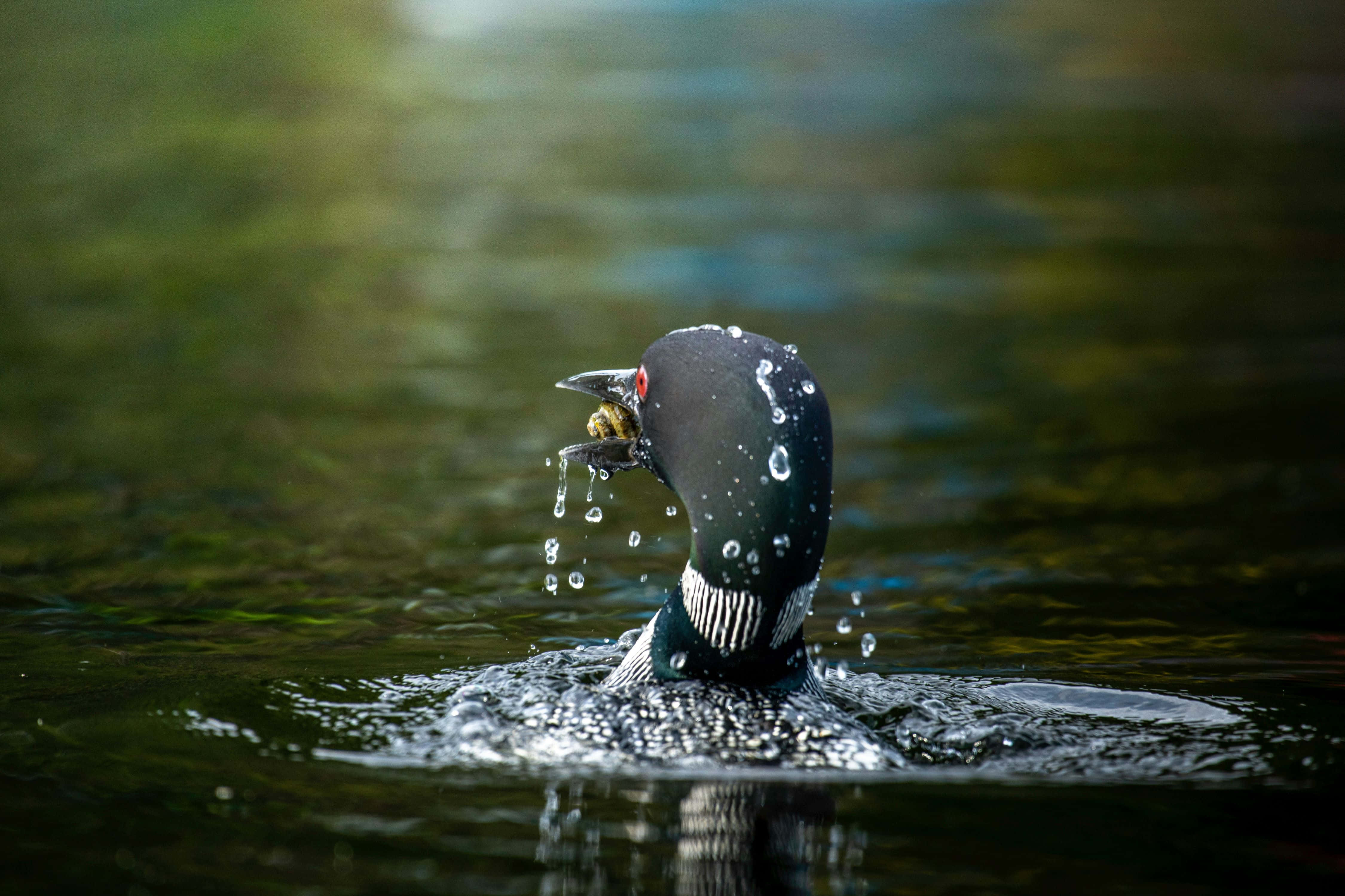 Loon, dark water, fish, 4K Desktop Wallpaper