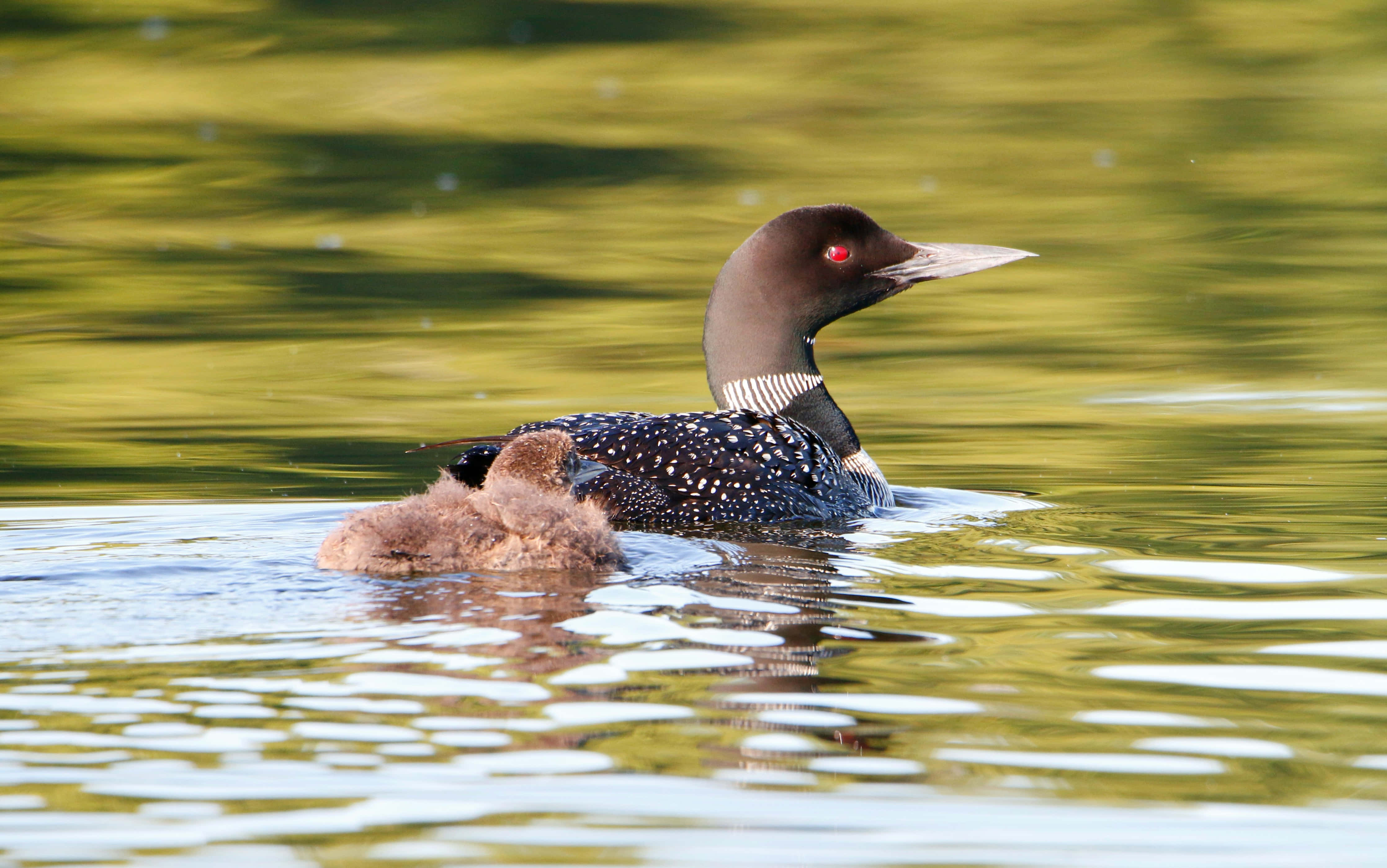 Loon, chick, lake, 4K Desktop Wallpaper