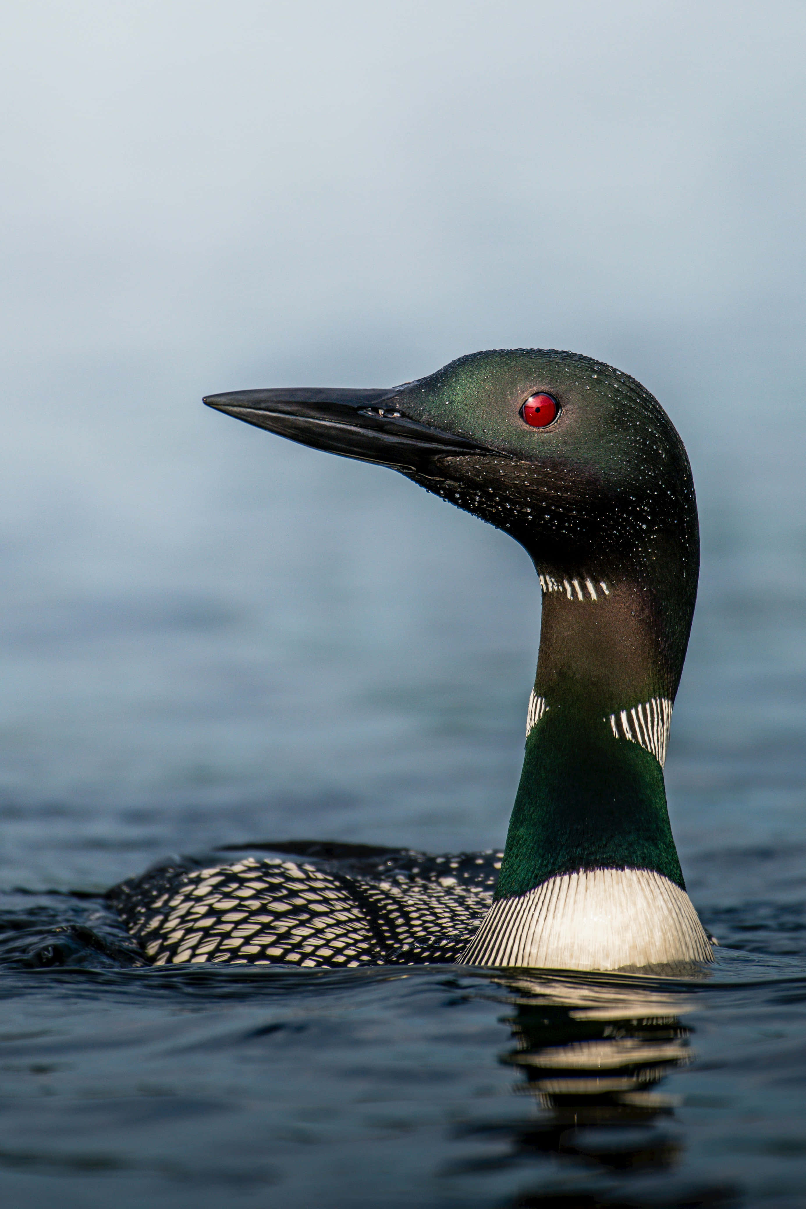 loons, red eye, black-and-white plumage, 4K Phone Wallpaper