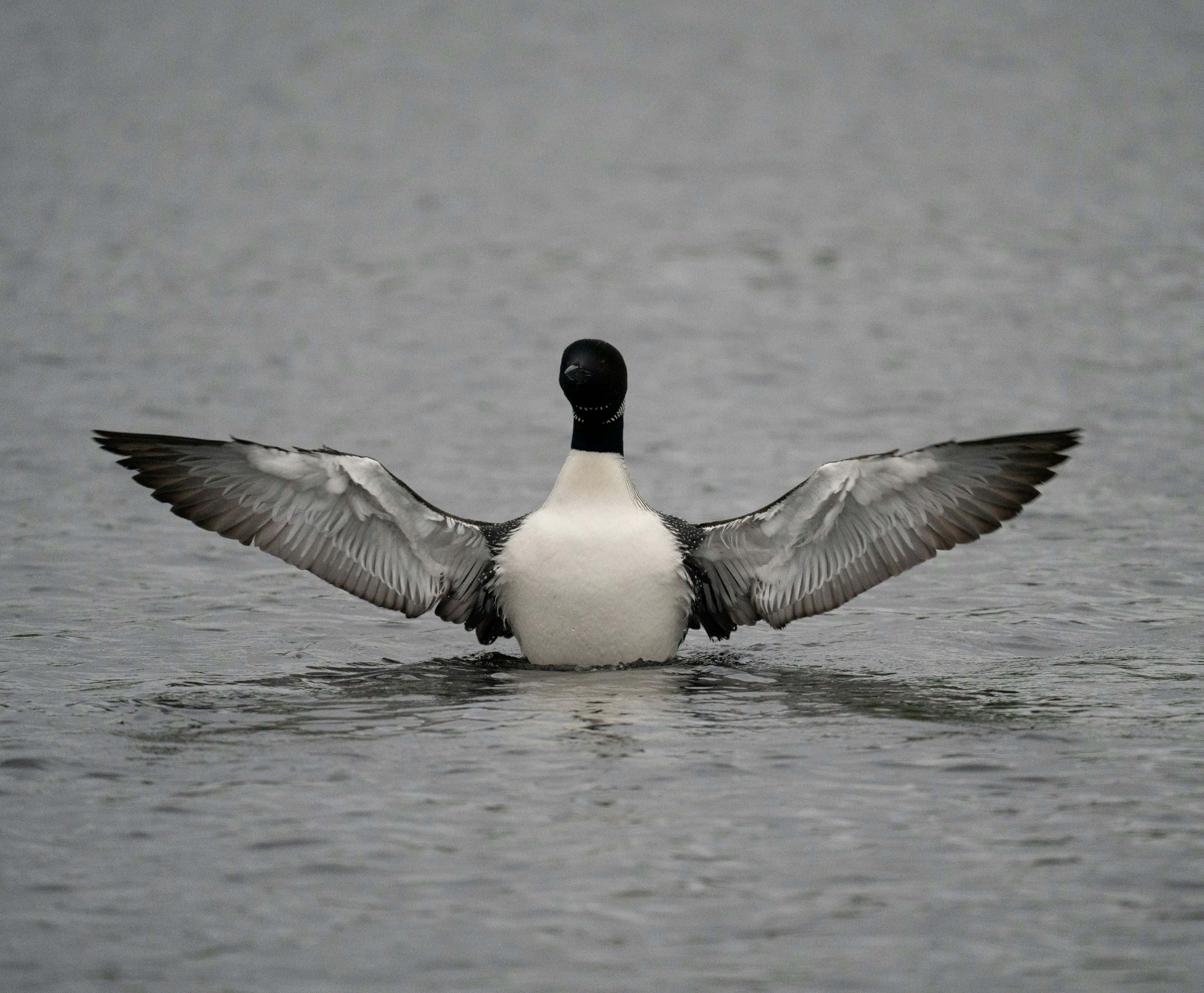Loon, wings, calm gray water, 2K Desktop Wallpaper