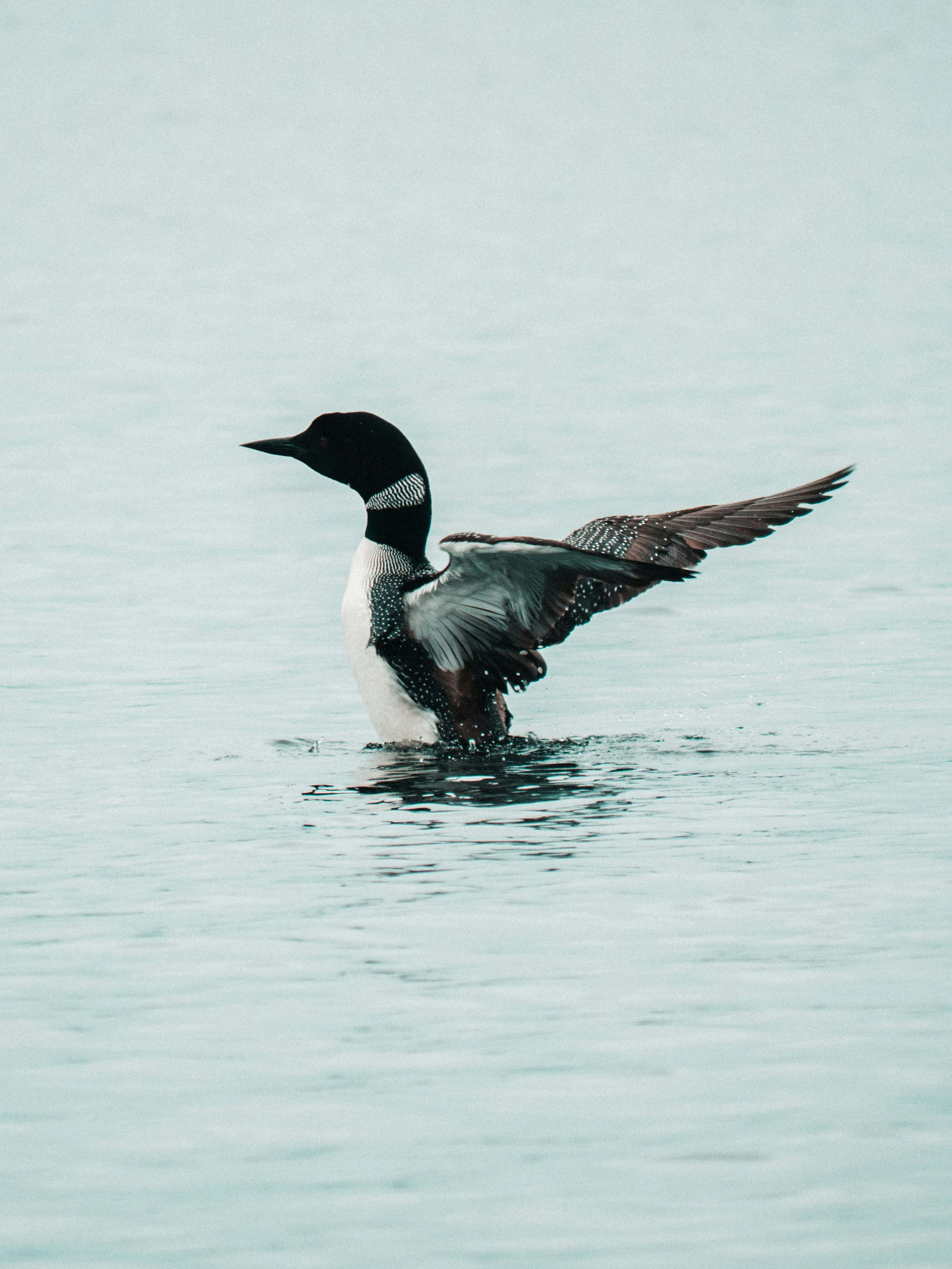 Loon, turquoise water, gentle ripples, 2K Phone Wallpaper