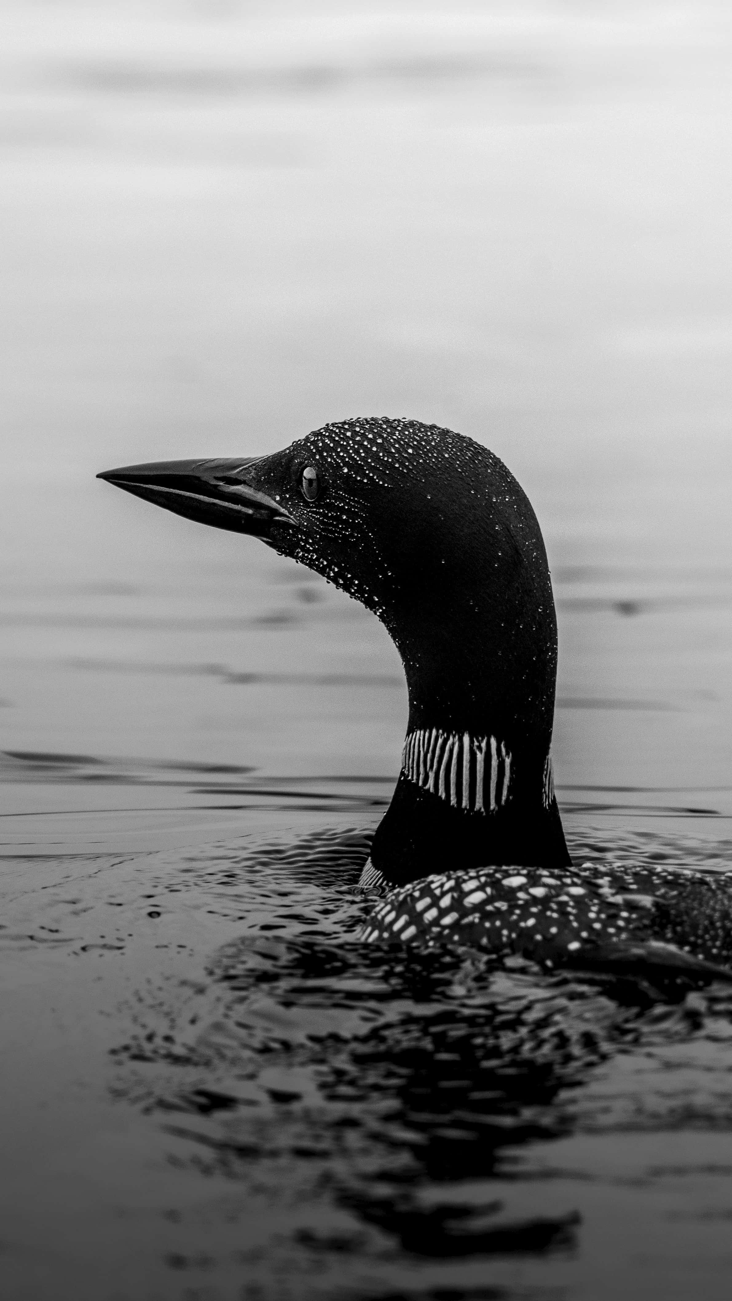 Loon, black and white, speckled neck, 4K Phone Wallpaper