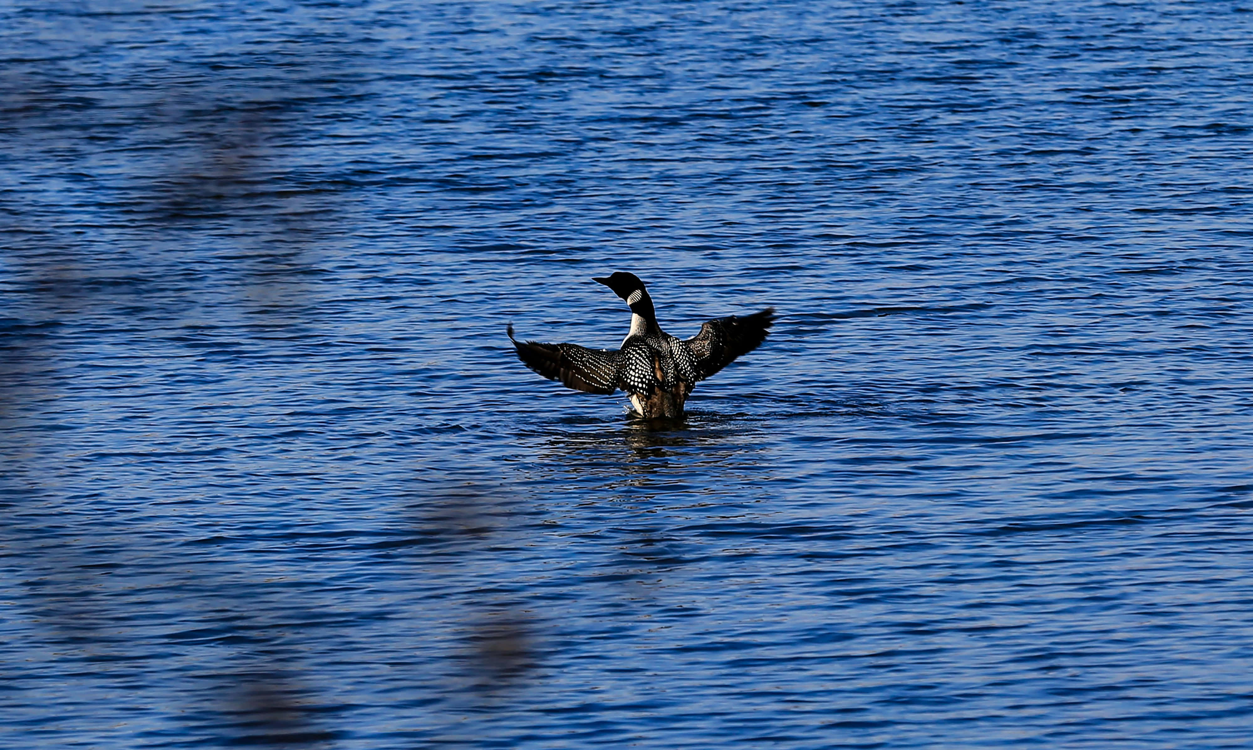 Loon, spreading wings, deep blue rippling lake, 4K Desktop Wallpaper
