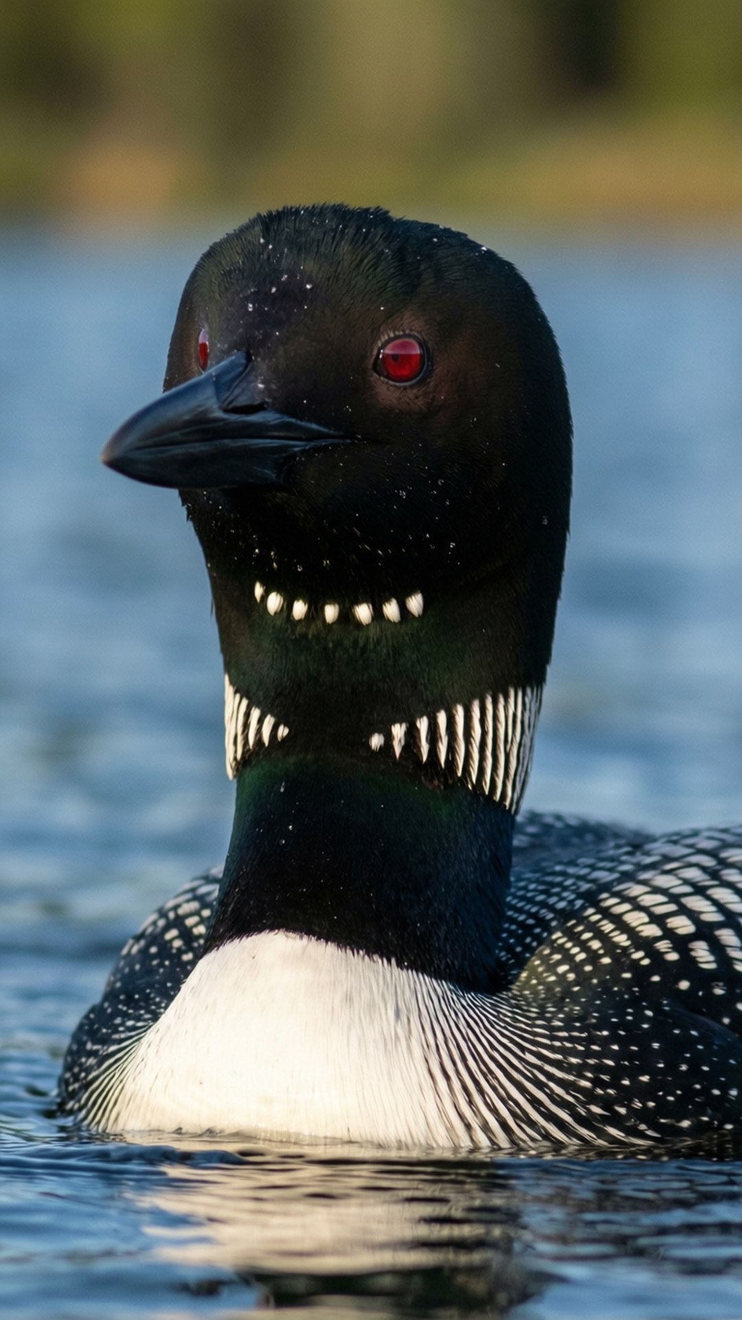 Loon, red eyes, black-and-white plumage, Full HD Phone Wallpaper