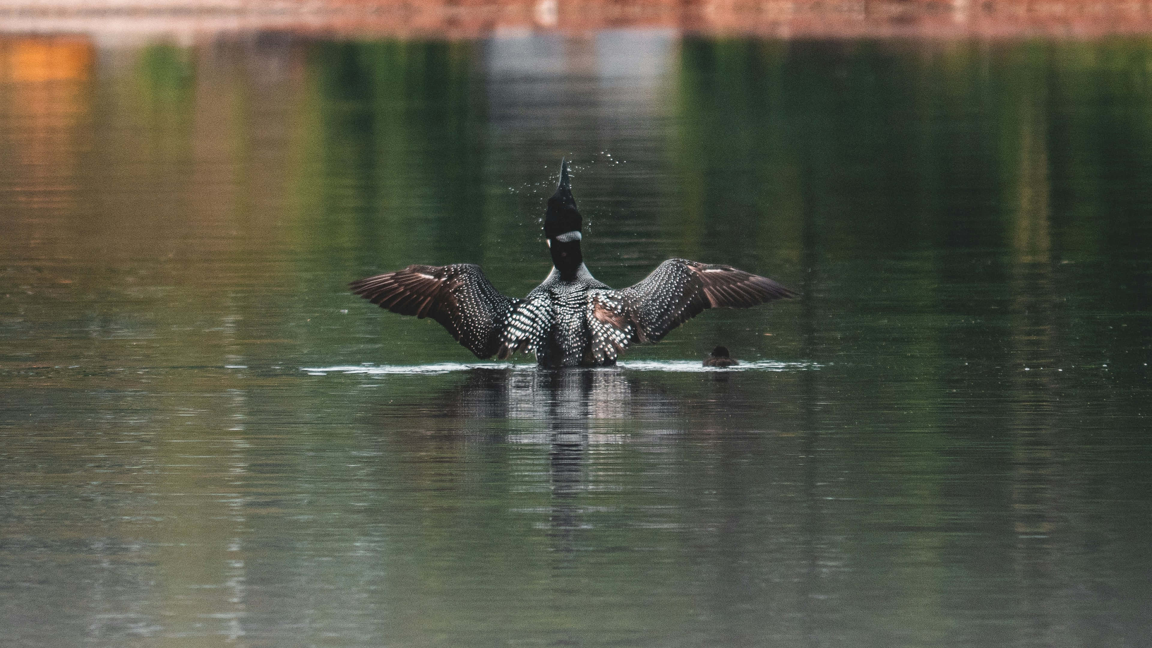 Loon, wings, lake, 4K Desktop Wallpaper