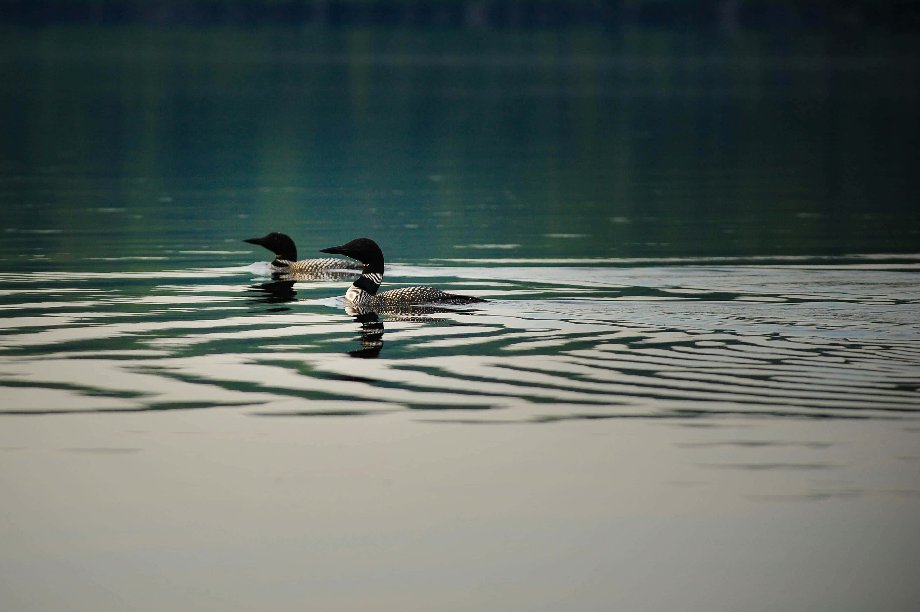 loons, tranquil lake, glassy water, 2K Desktop Wallpaper