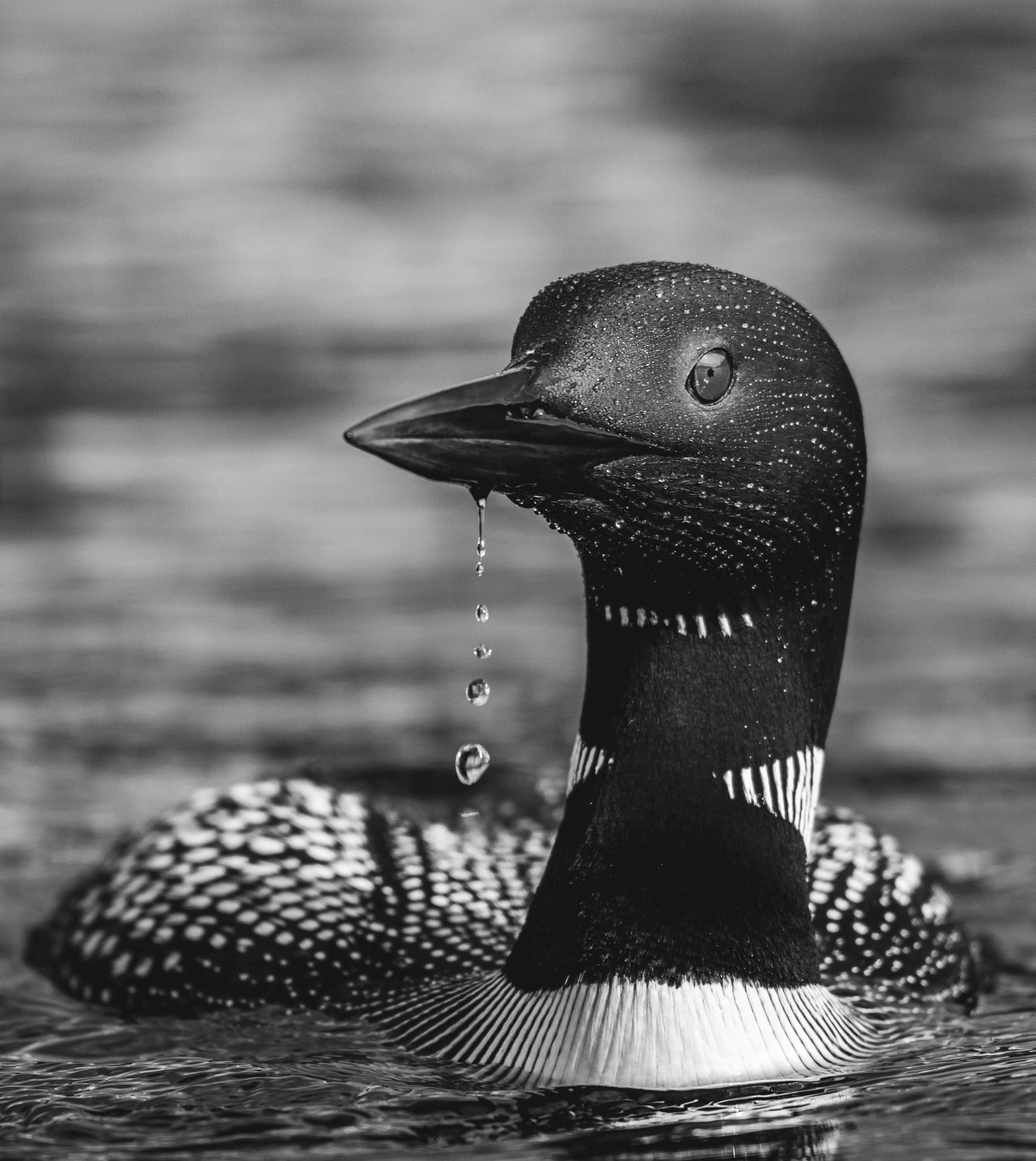 loon, water droplets, beak, 2K Phone Wallpaper
