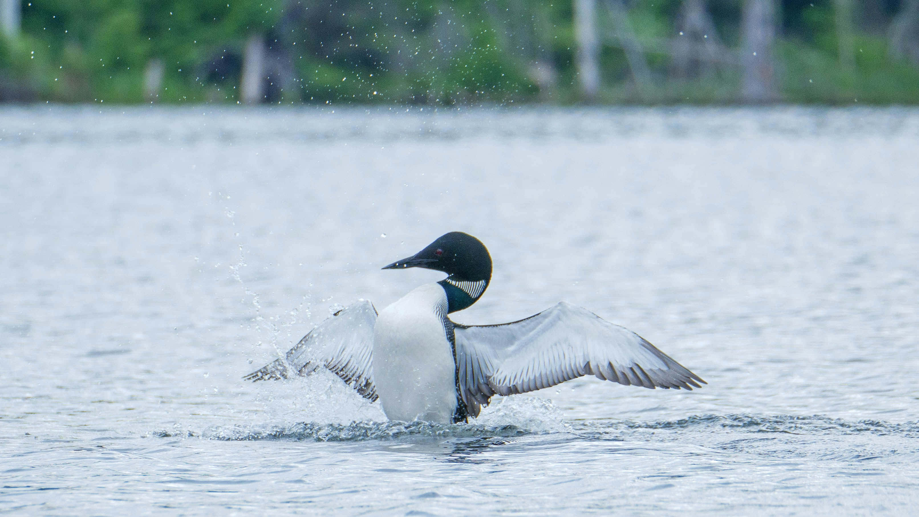 Loon, calm lake, wings wide, 2K Desktop Wallpaper