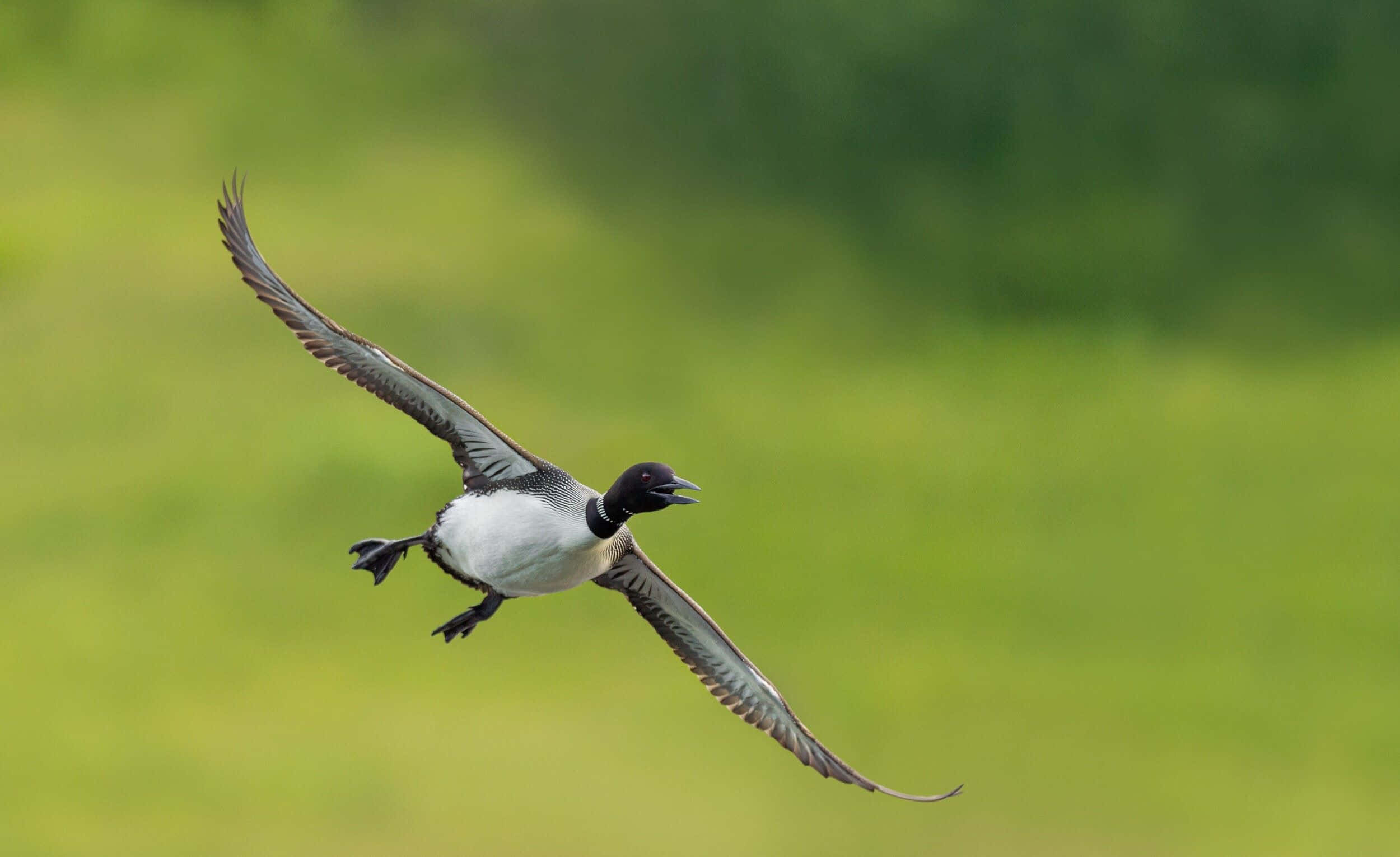 Loon, green backdrop, wings spread wide, Full HD Desktop Wallpaper