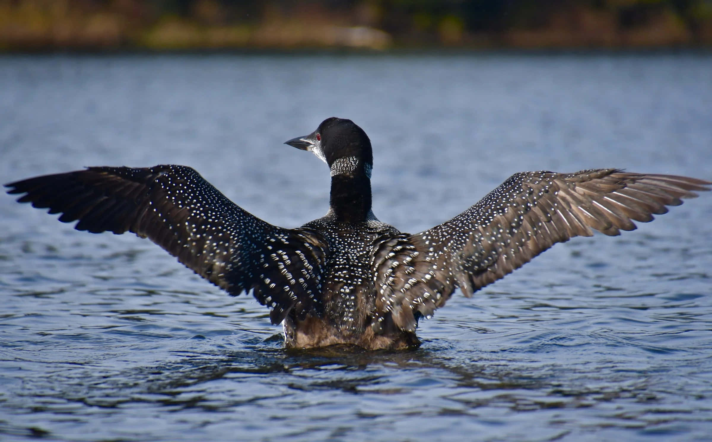Loon, spreading wings, lake, Full HD Desktop Wallpaper
