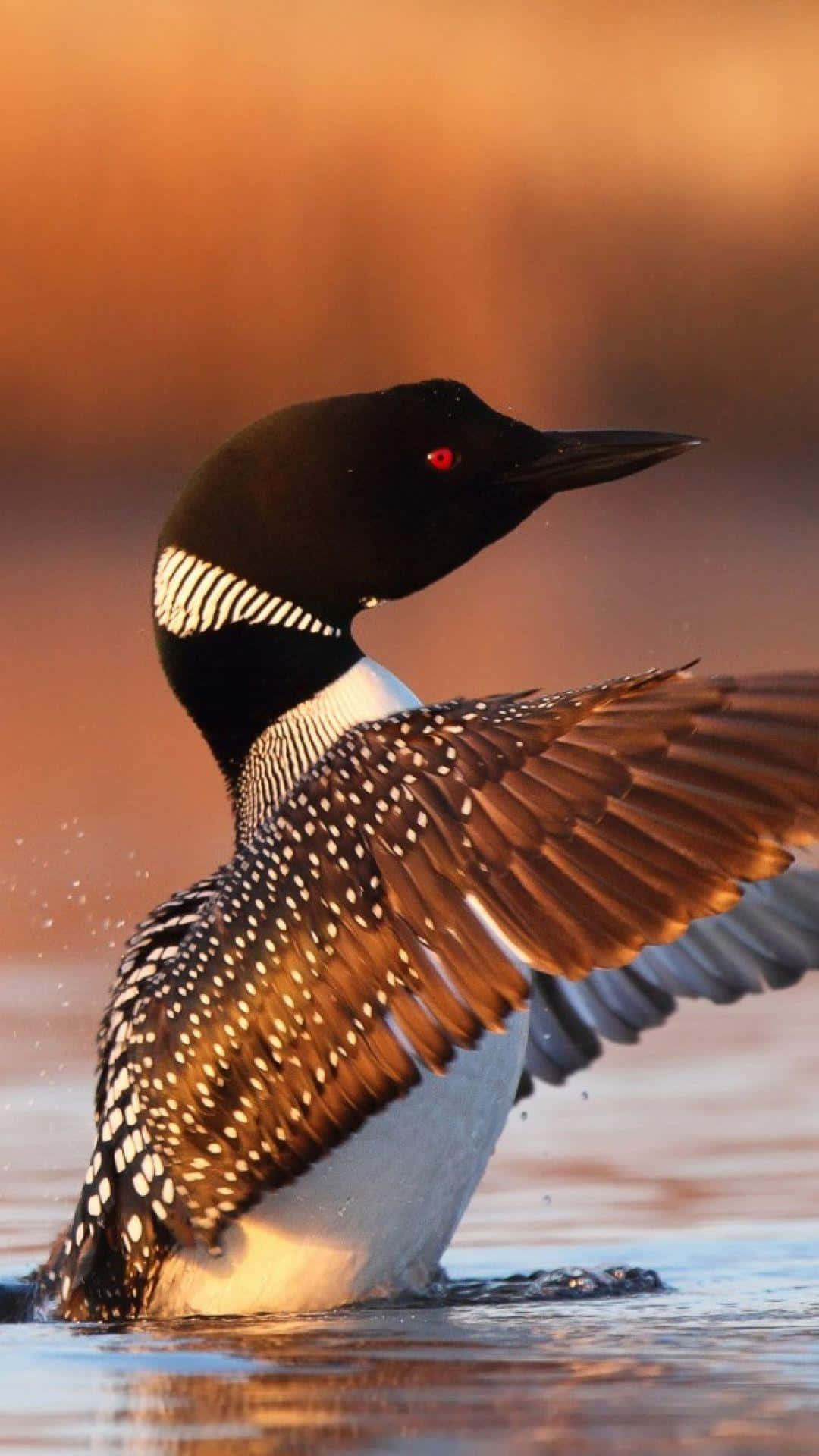 Loon, spreading wings, sunset, Full HD Phone Wallpaper