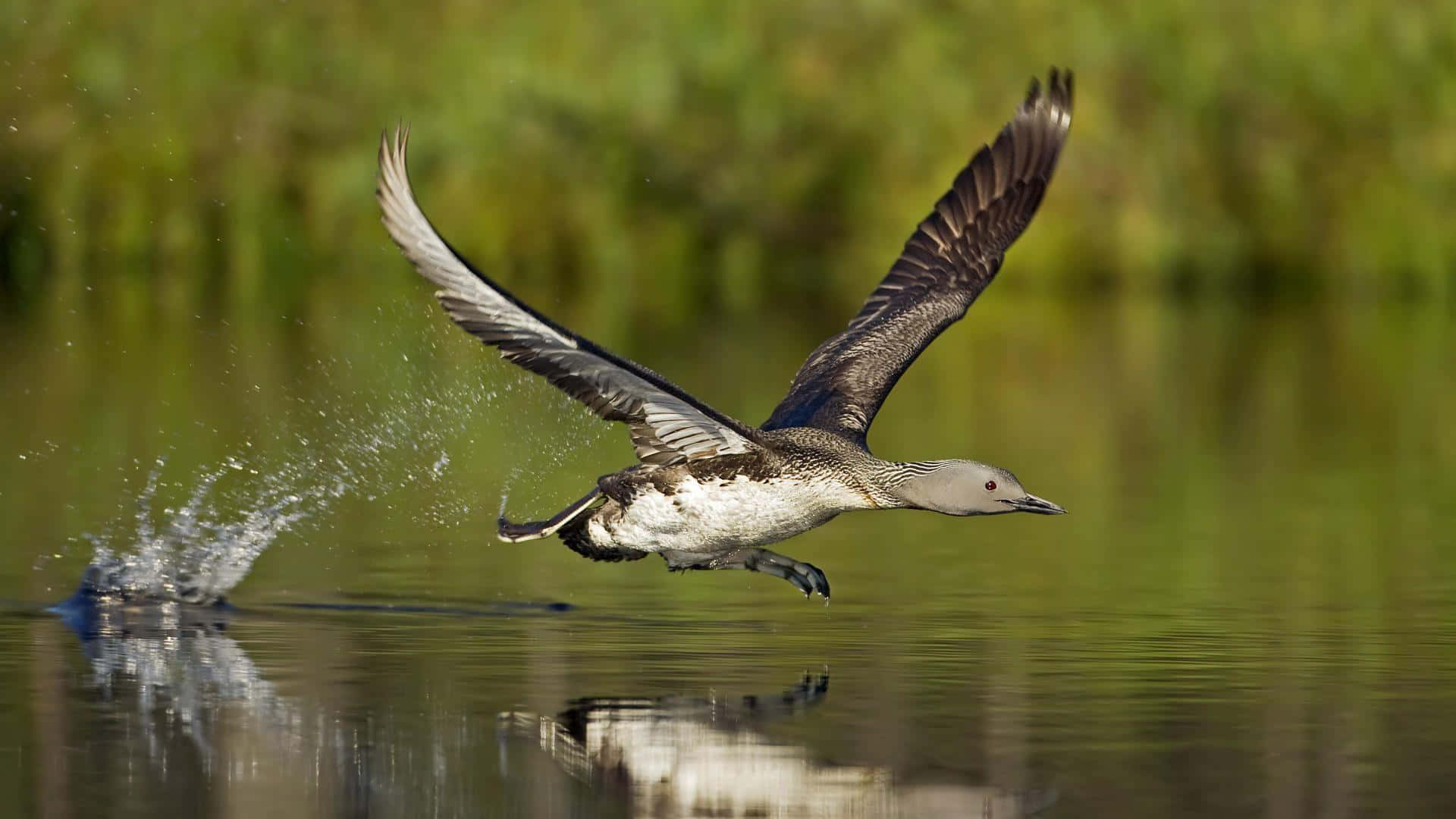 Loon, calm green water, wings spread wide, Full HD Desktop Wallpaper