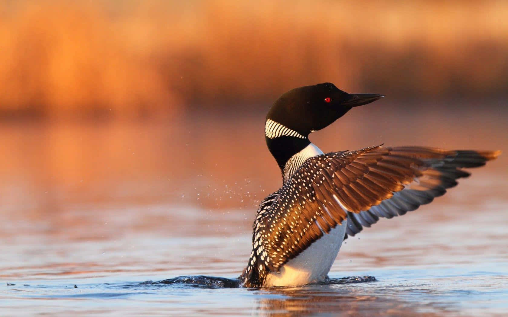 Loon, spreading wings, sunset, HD Desktop Wallpaper