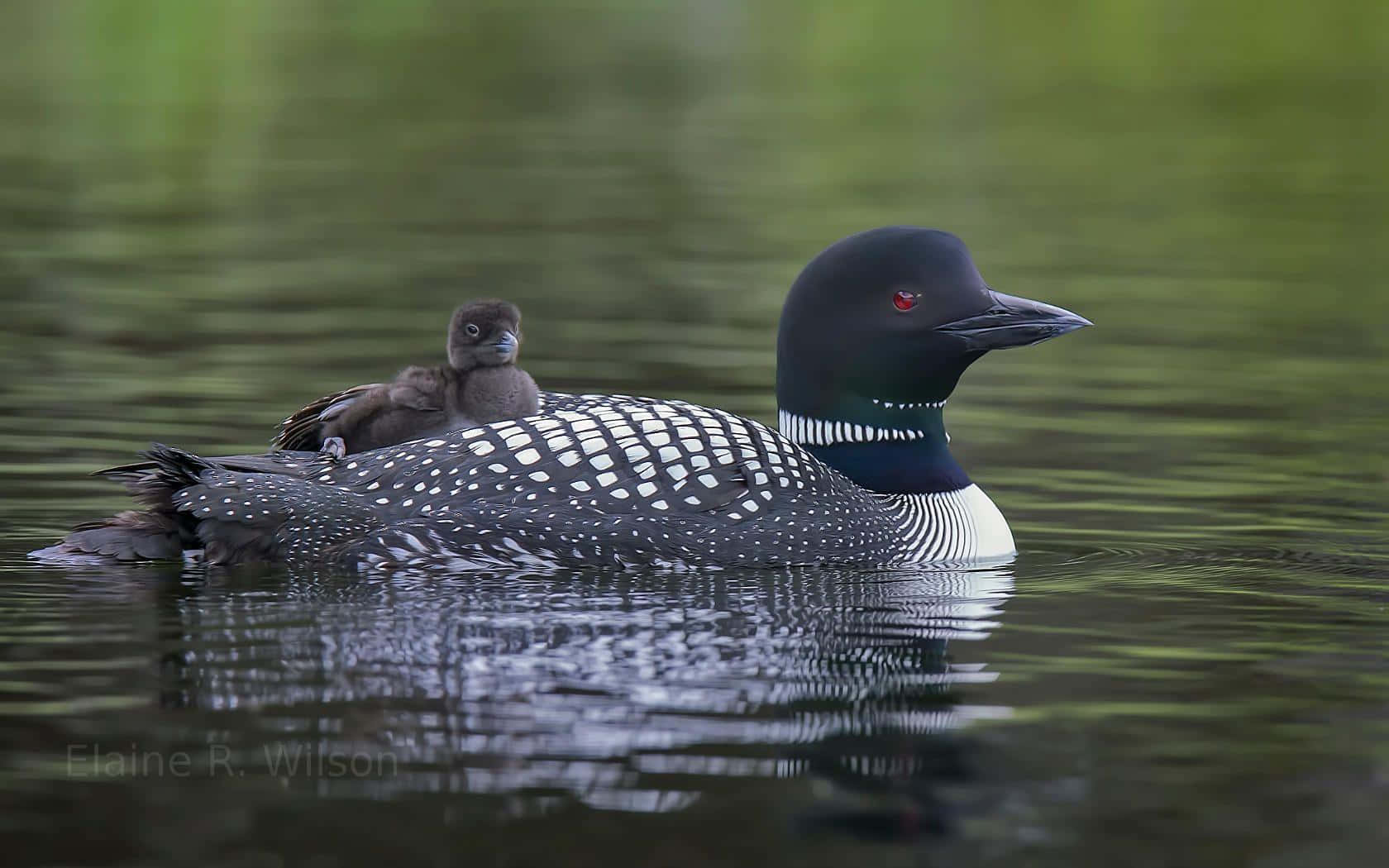 Loon, chick, glassy green pond, HD Desktop Wallpaper