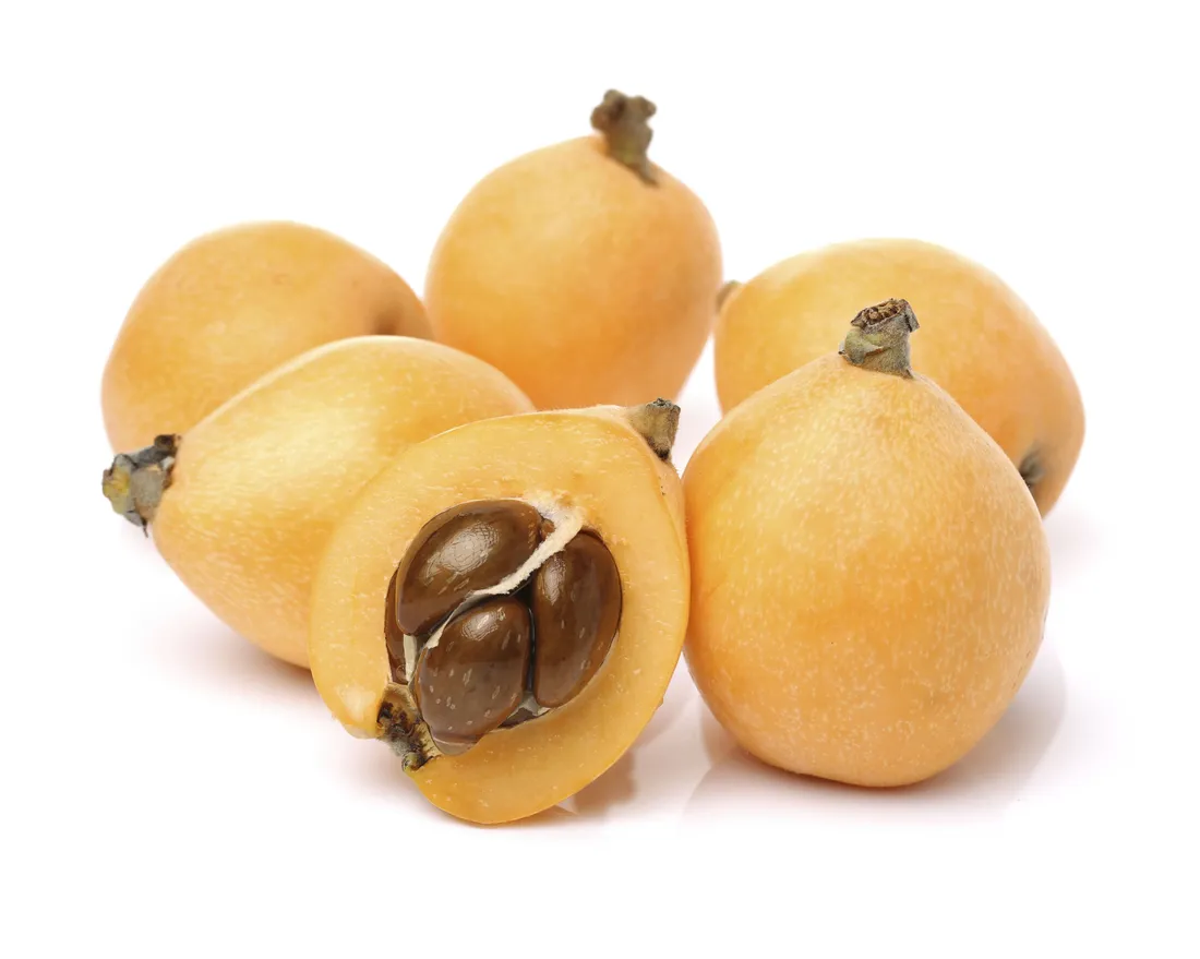 Loquat