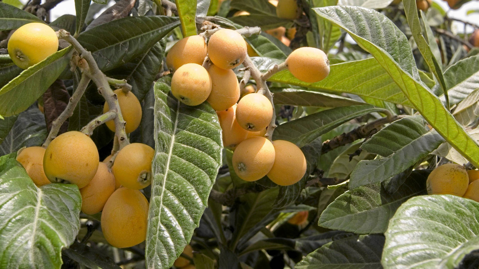 loquat fruits, branch, tree, Full HD Desktop Wallpaper