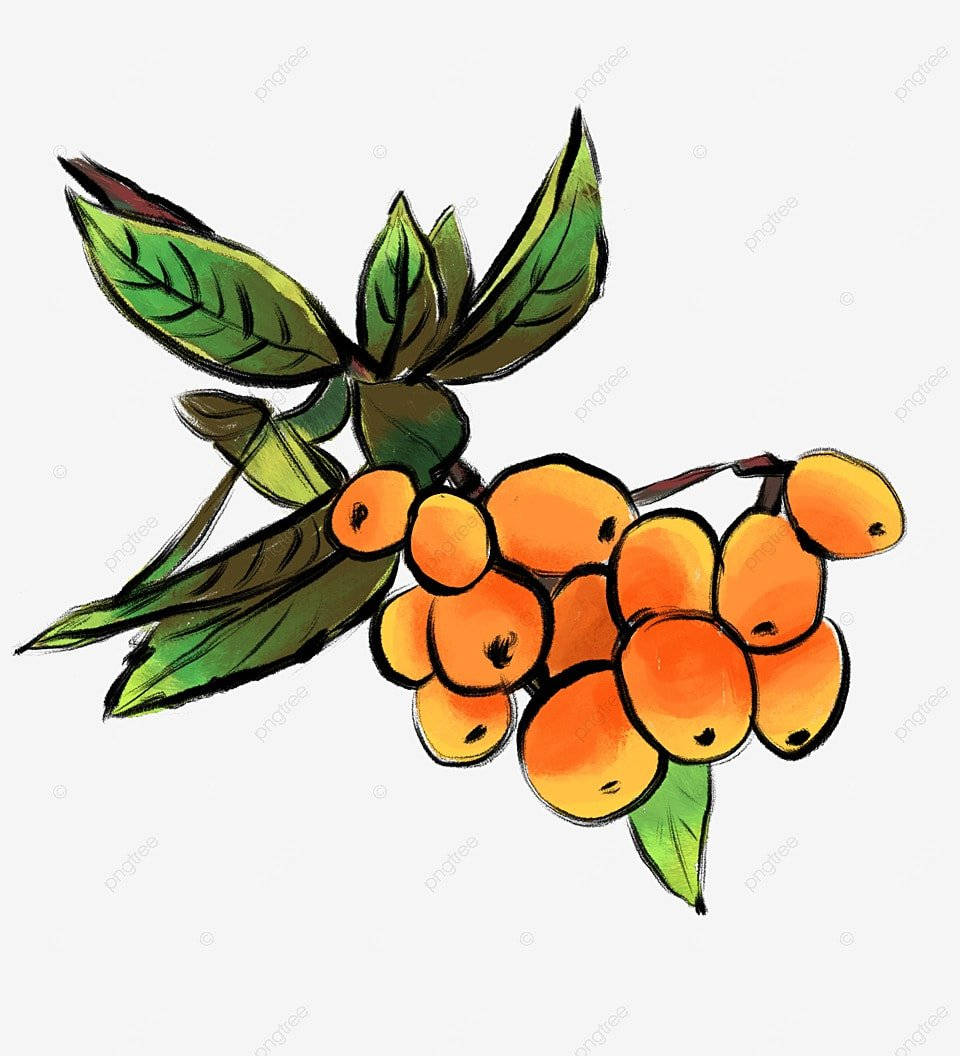 Loquat, orange berries, green leaves, SD Phone Wallpaper