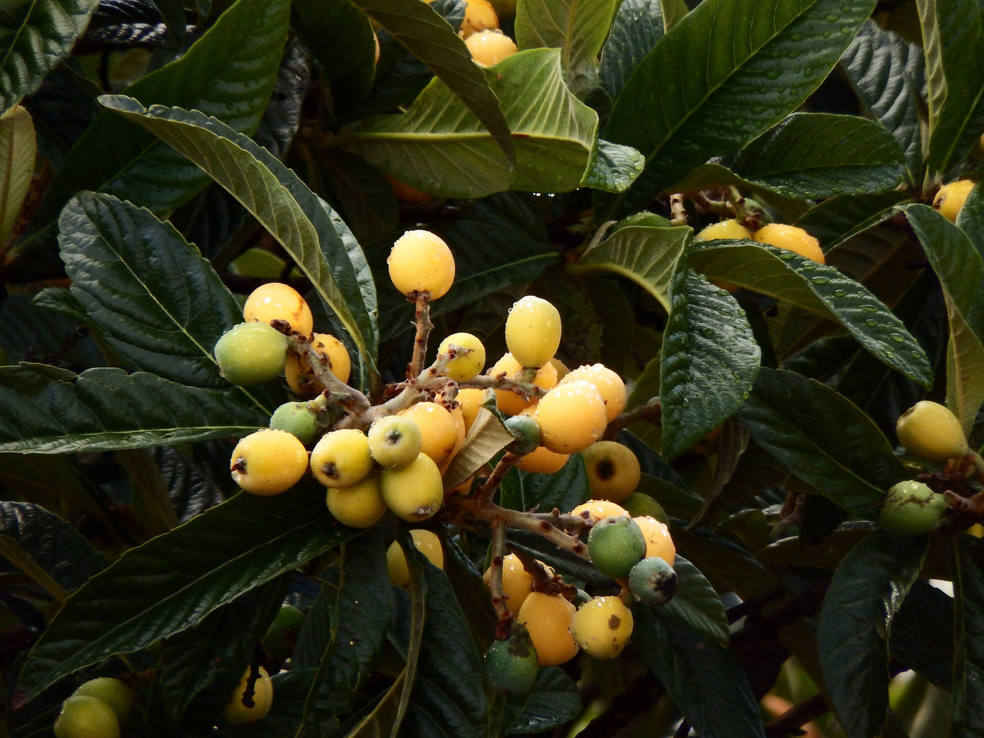 loquat plant, small fruits, yellow loquats, Full HD Desktop Wallpaper