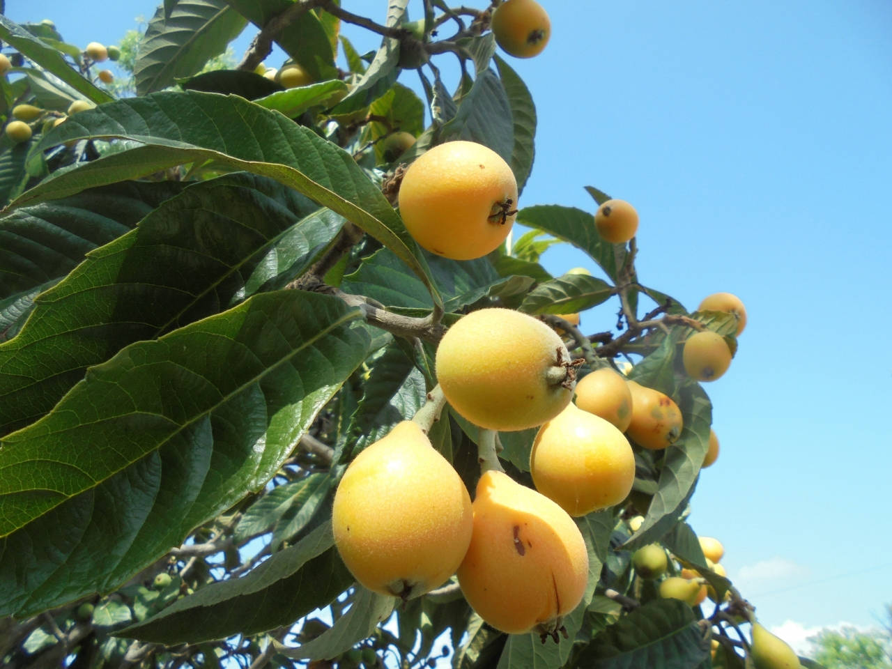 loquat plant, golden loquats, broad green leaves, HD Desktop Wallpaper