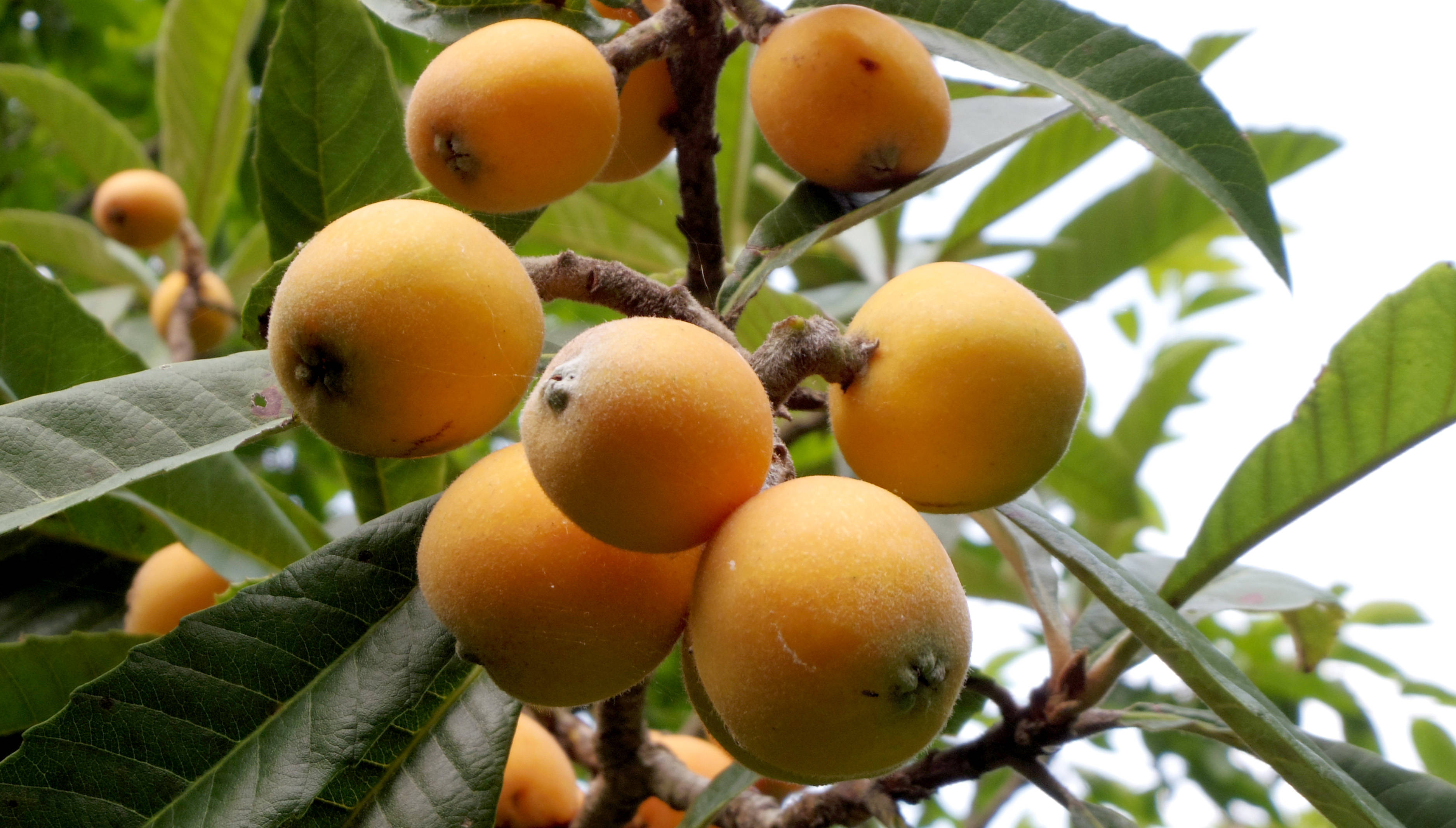 loquat plant, branch, golden loquats, 2K Desktop Wallpaper