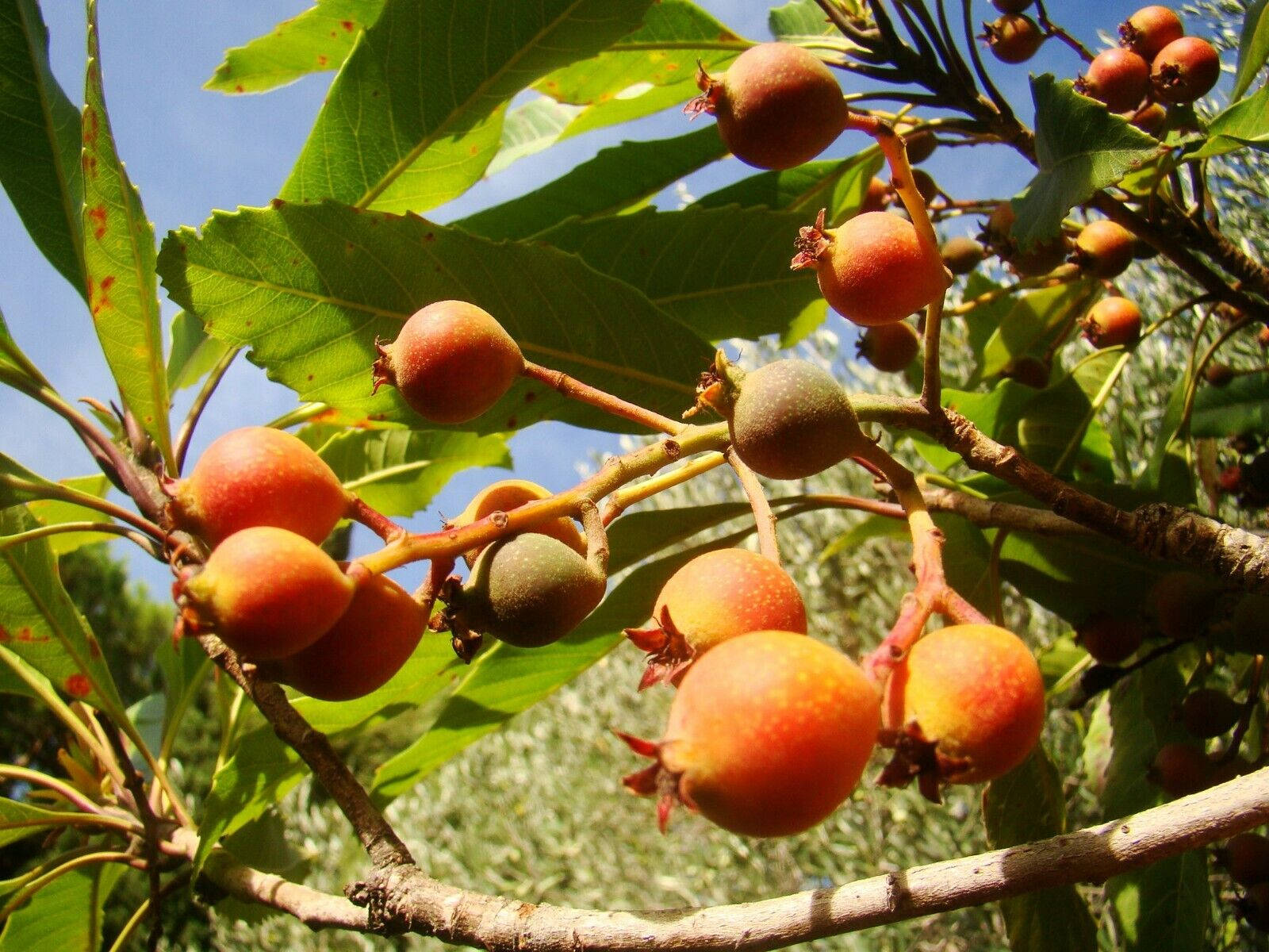 red loquat fruits, tree branch, lush green leaves, HD Desktop Wallpaper